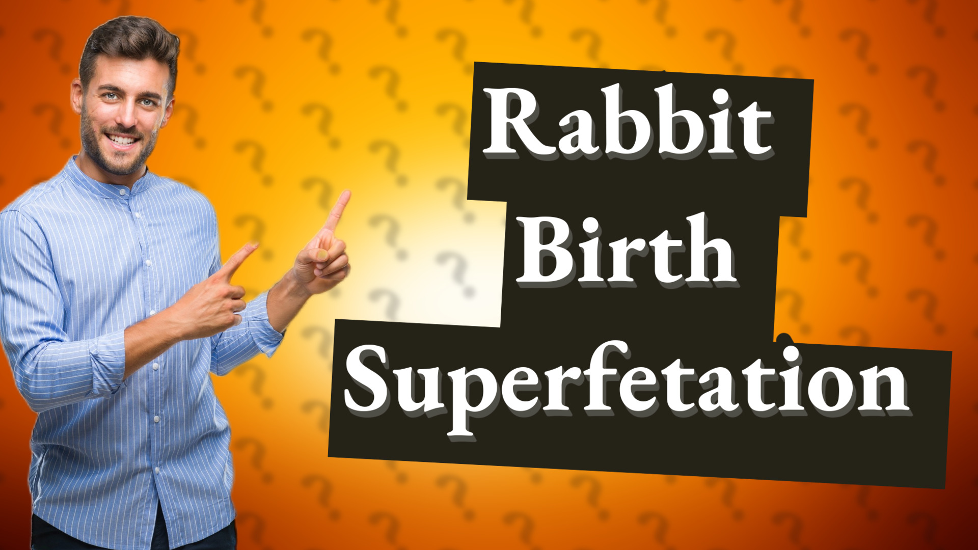 Rabbit Birth Superfetation