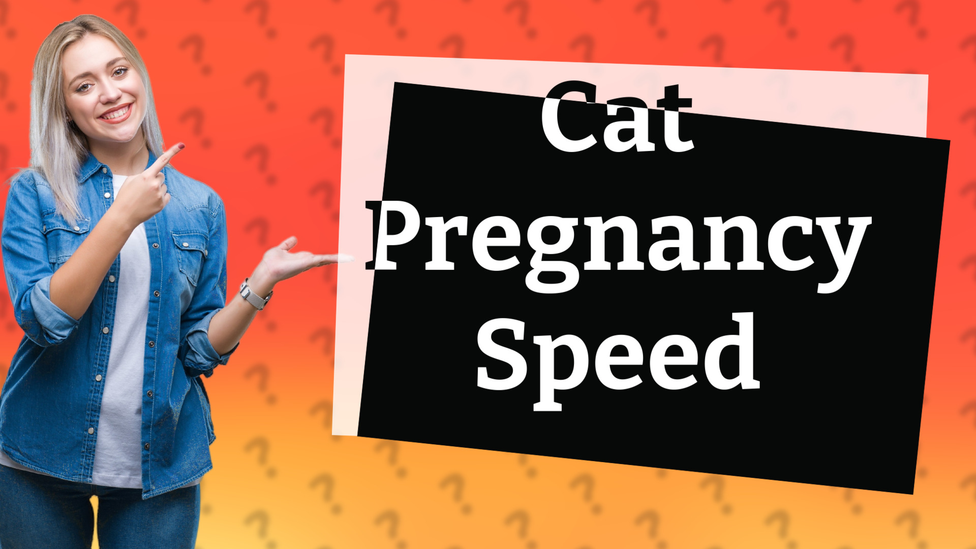 Cat Pregnancy Speed