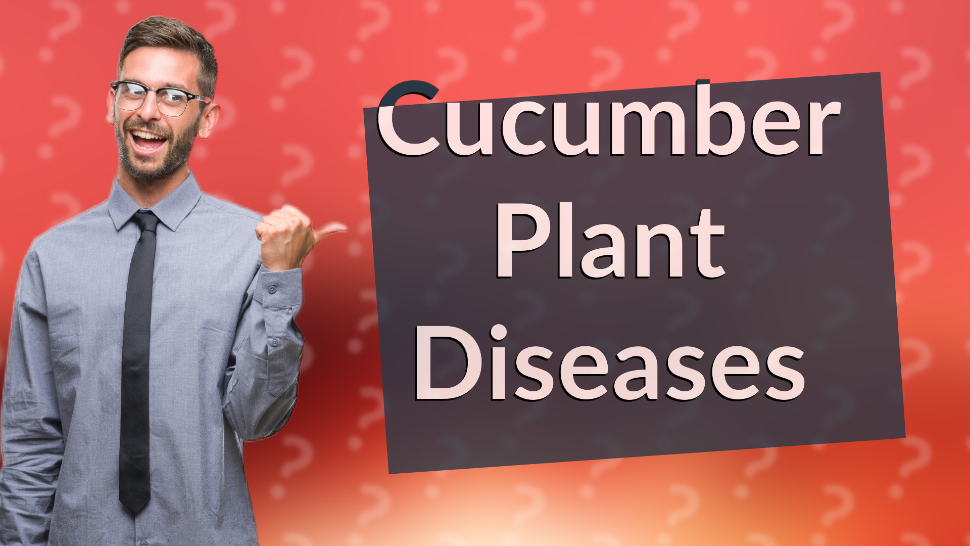 Cucumber Plant Diseases