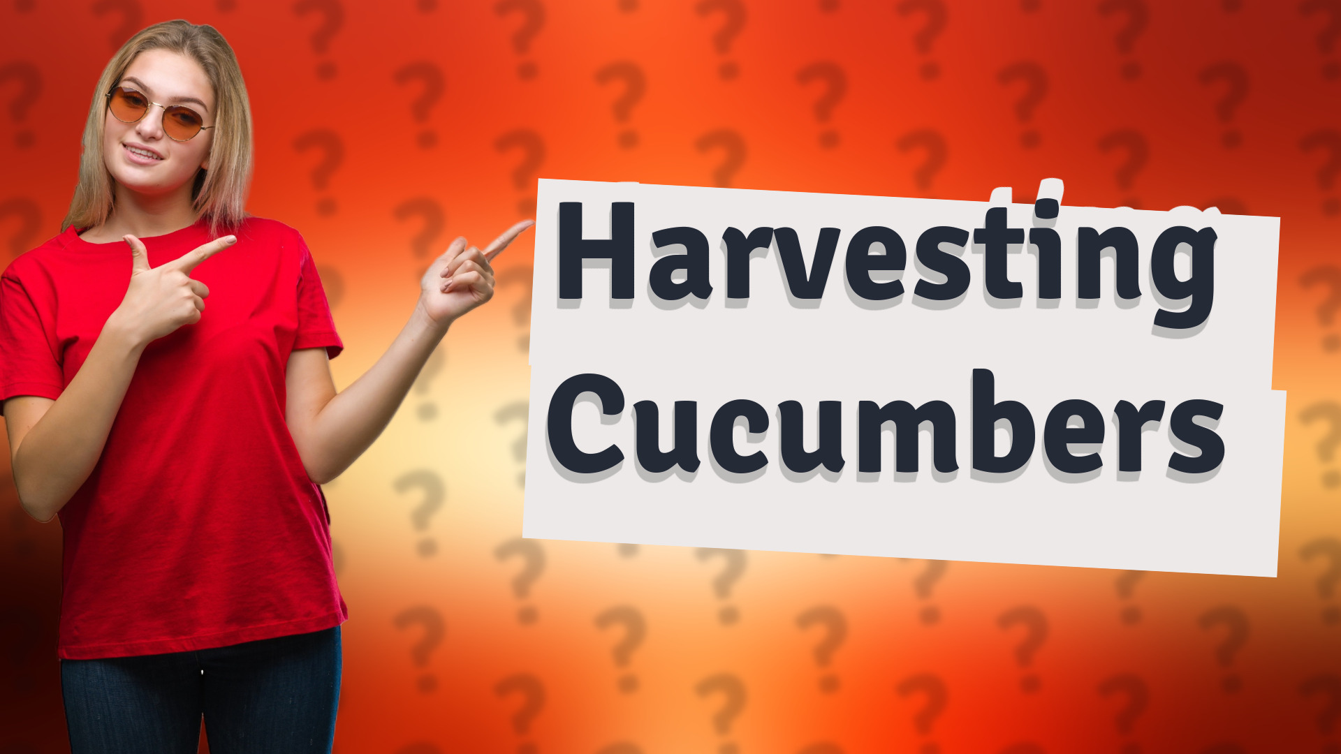 Harvesting Cucumbers