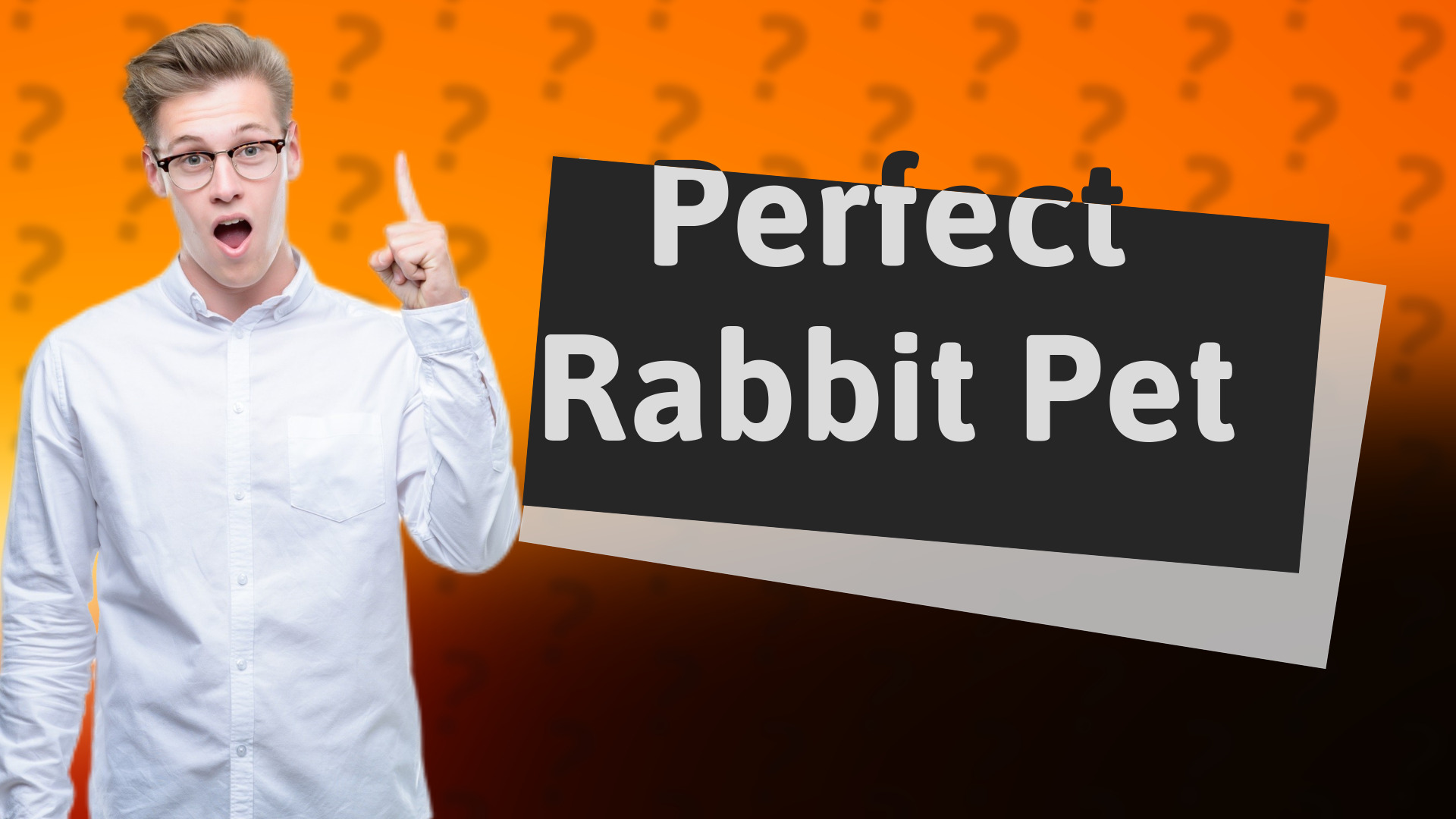 Perfect Rabbit Pet