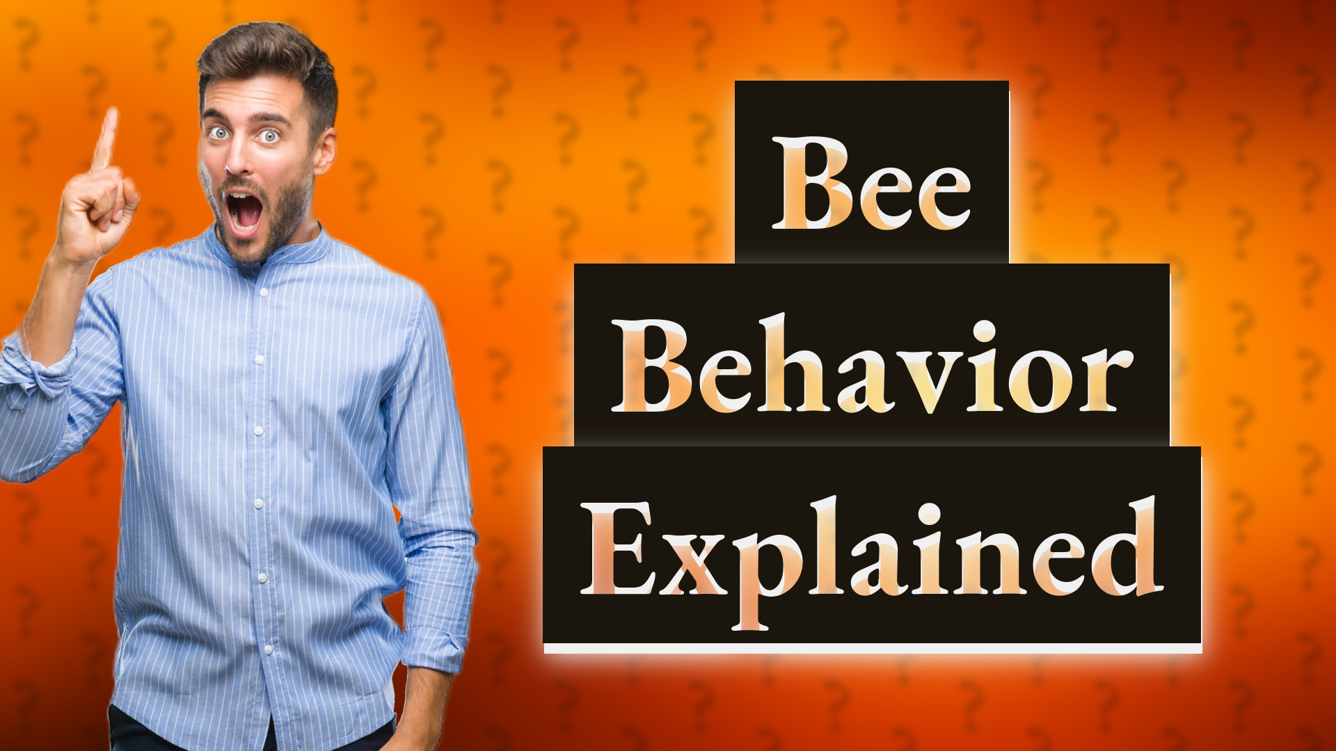 Bee Behavior Explained