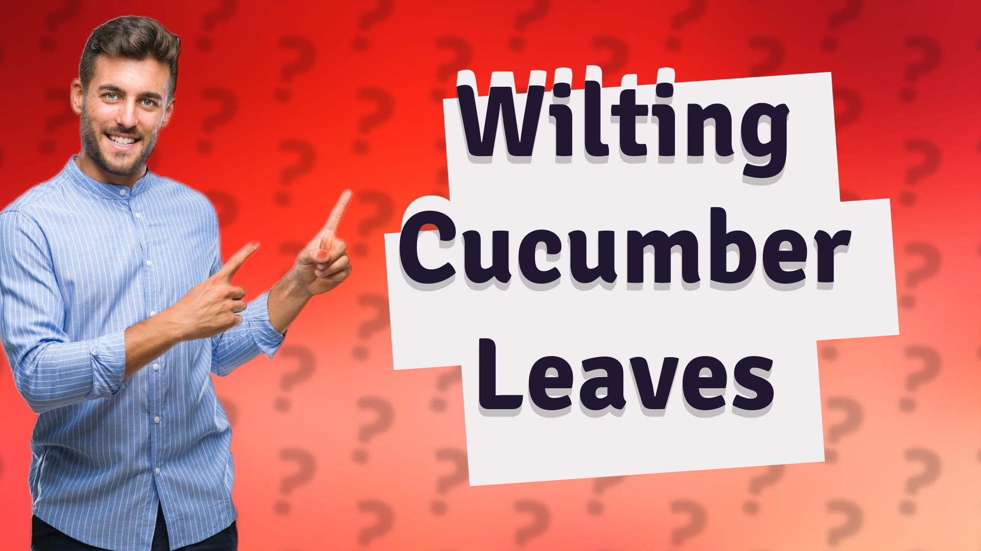 Wilting Cucumber Leaves