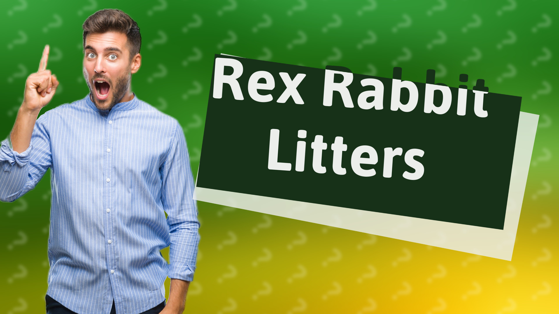 Rex Rabbit Litters