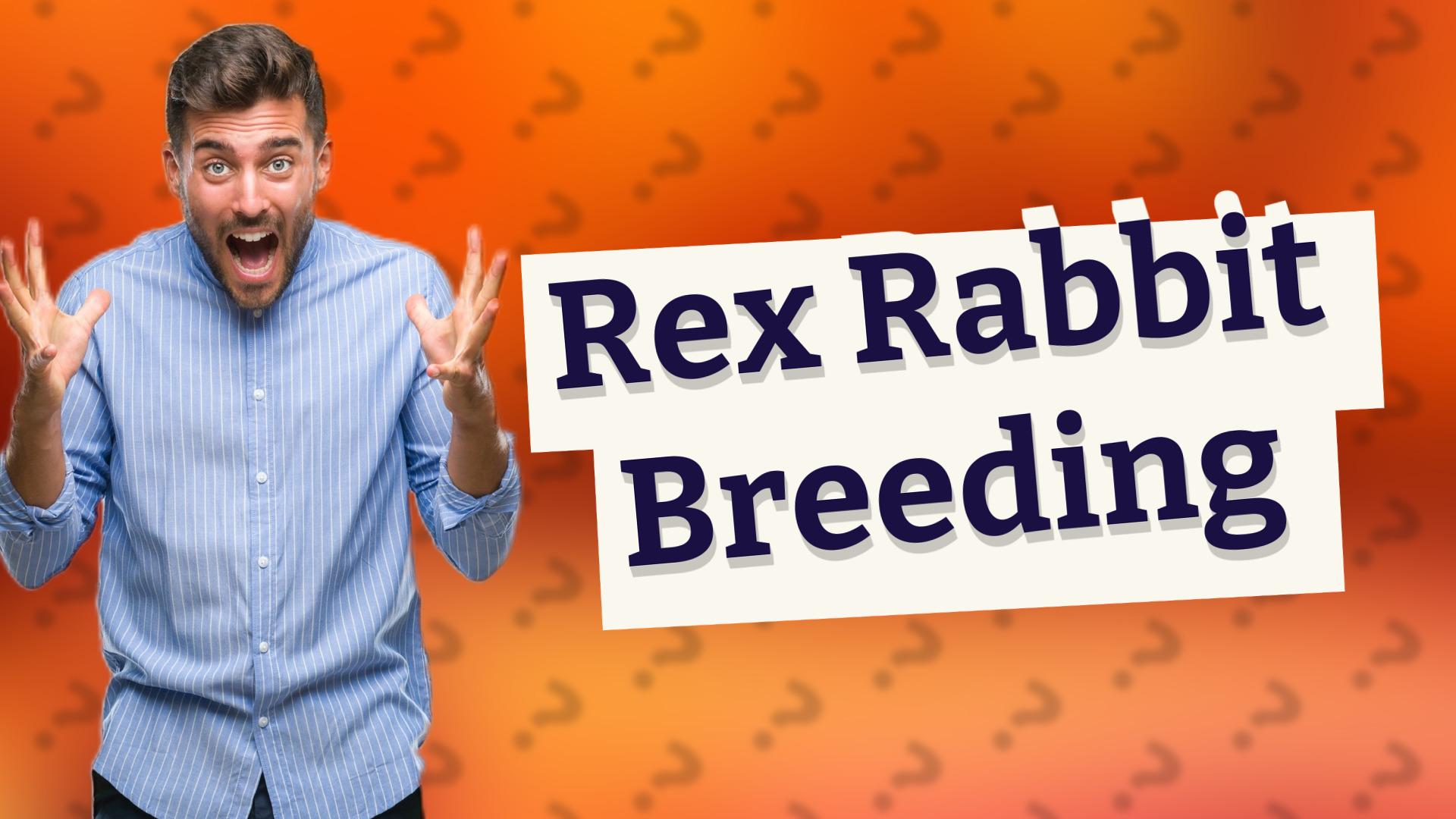 Rex Rabbit Breeding