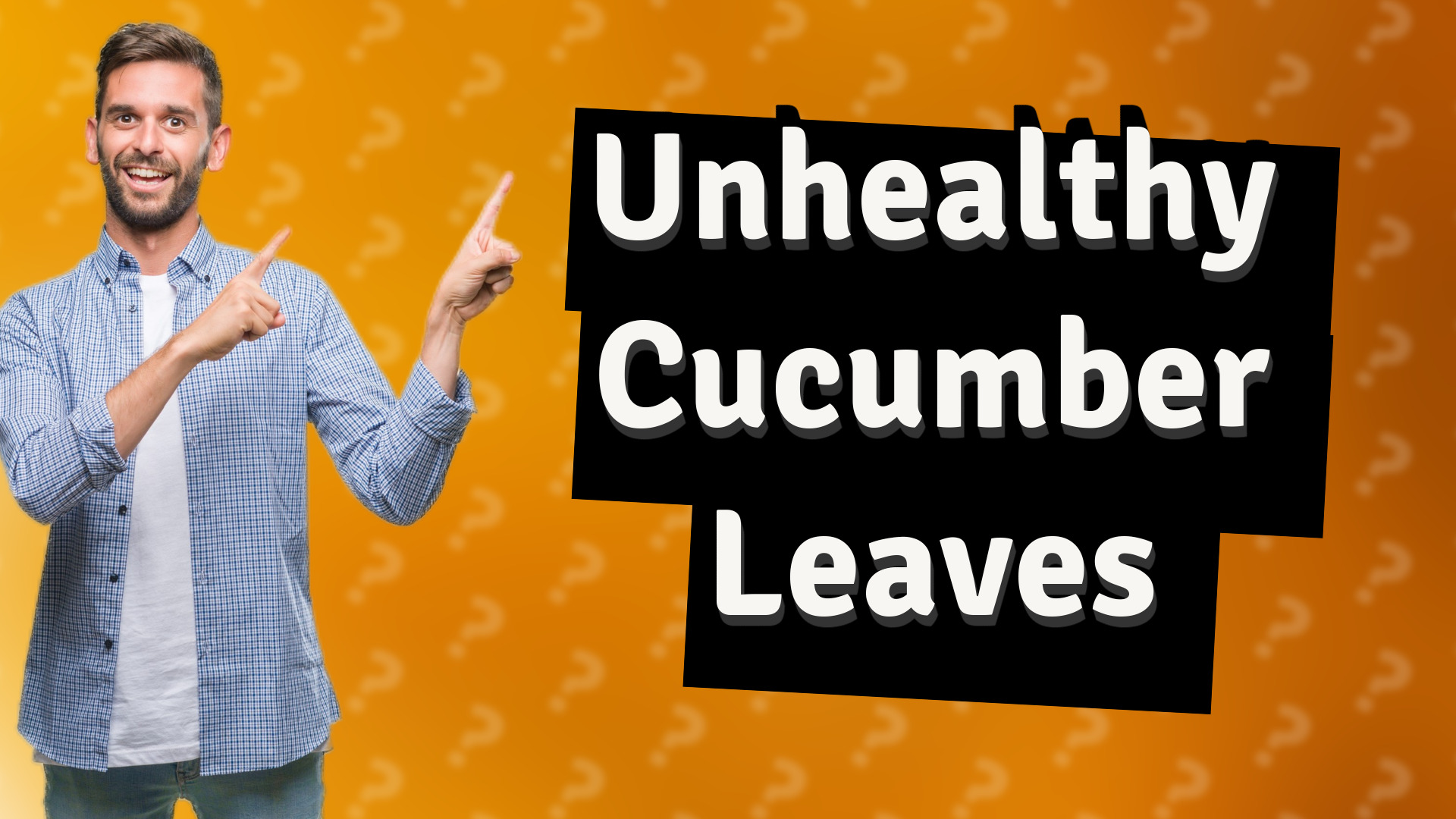 Unhealthy Cucumber Leaves