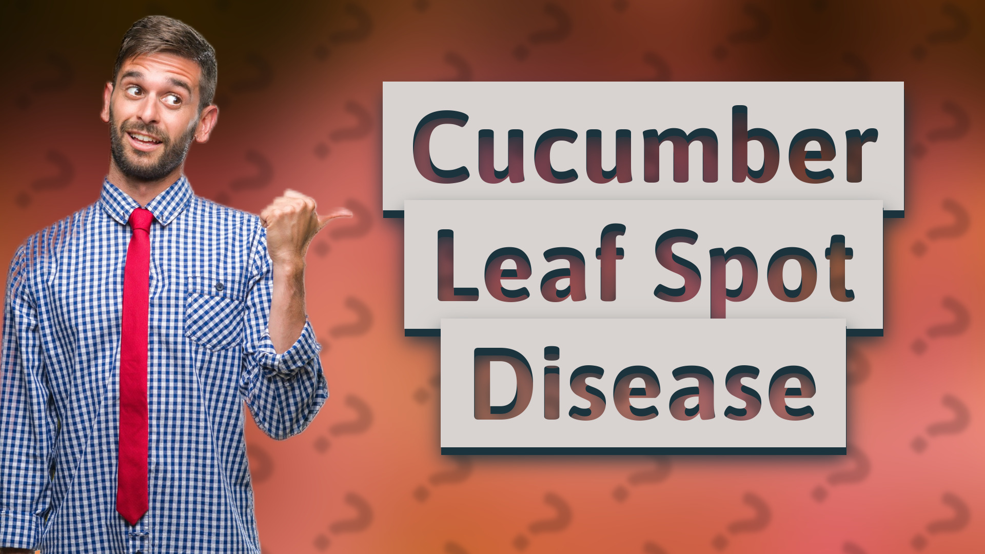 Cucumber Leaf Spot Disease