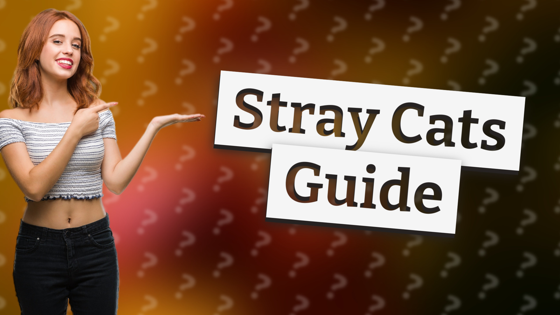 Stray Cats Guide