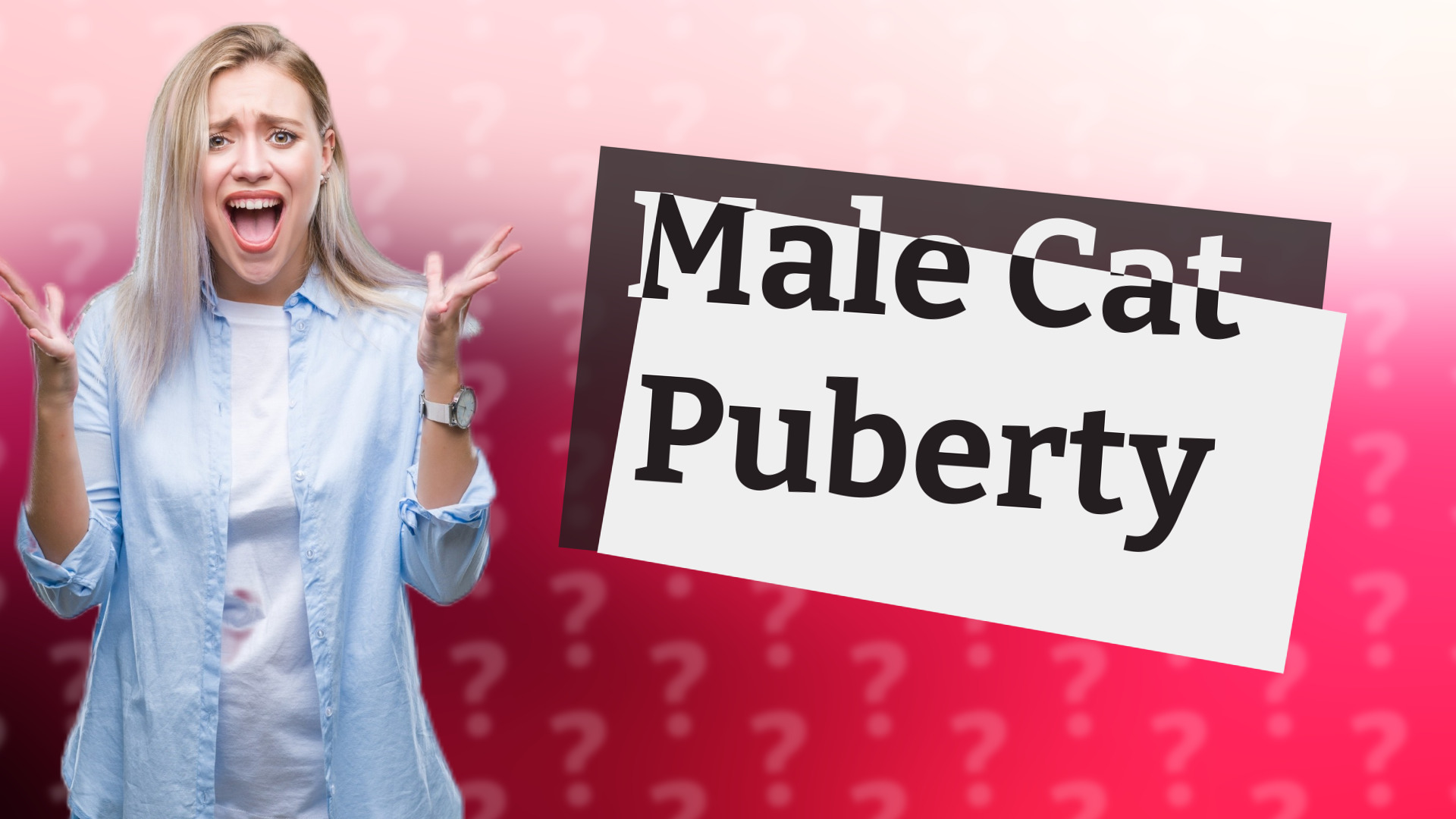 Male Cat Puberty