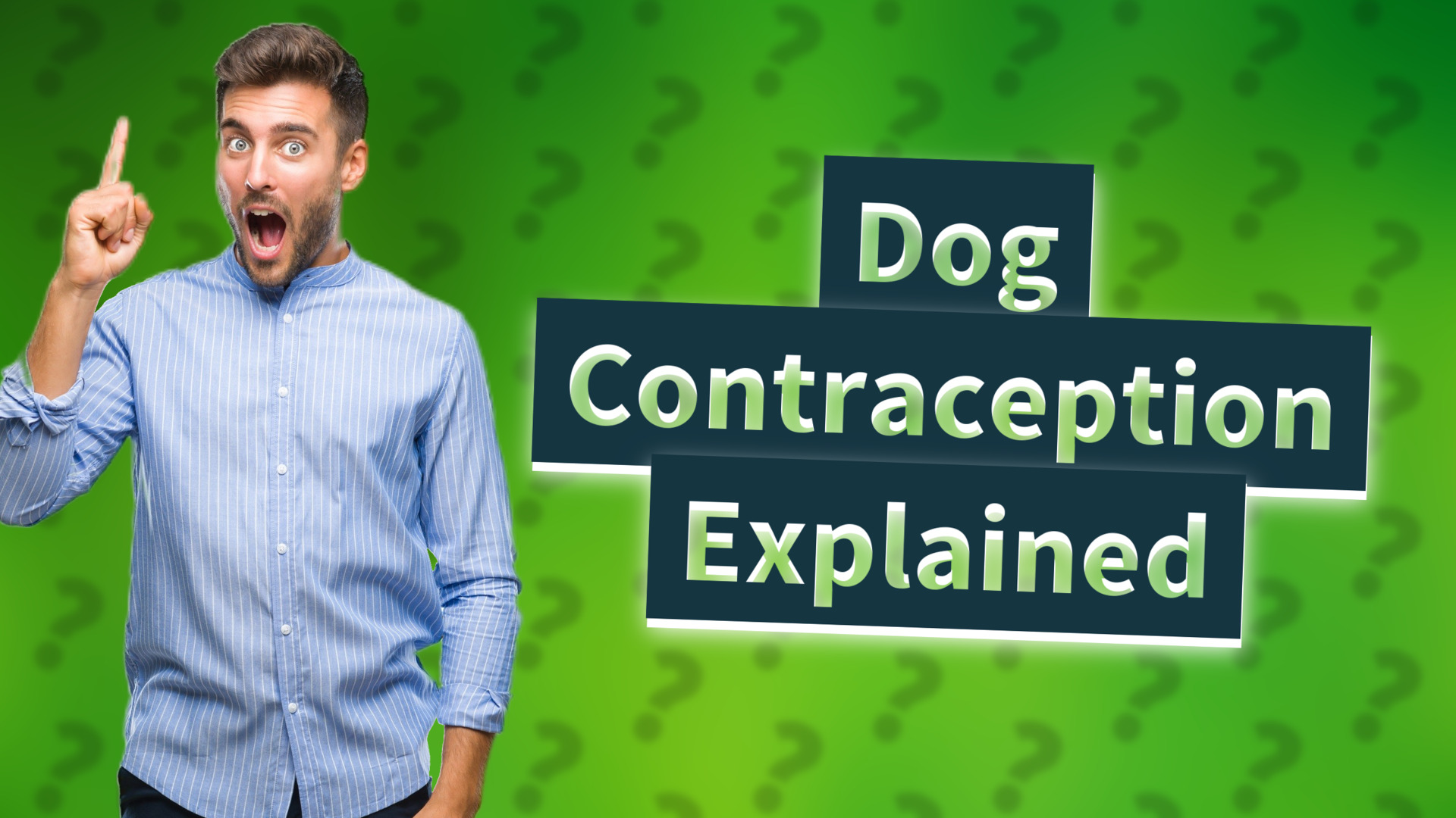 Dog Contraception Explained