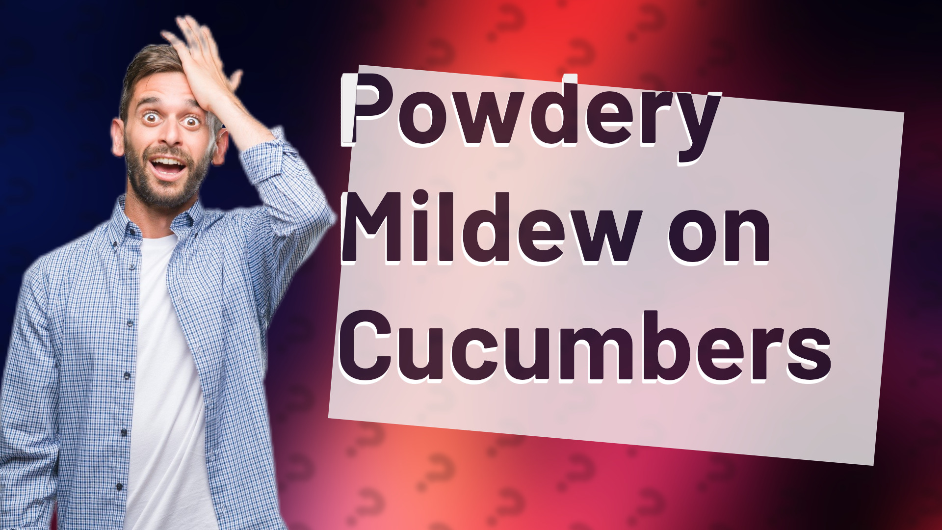 Powdery Mildew on Cucumbers