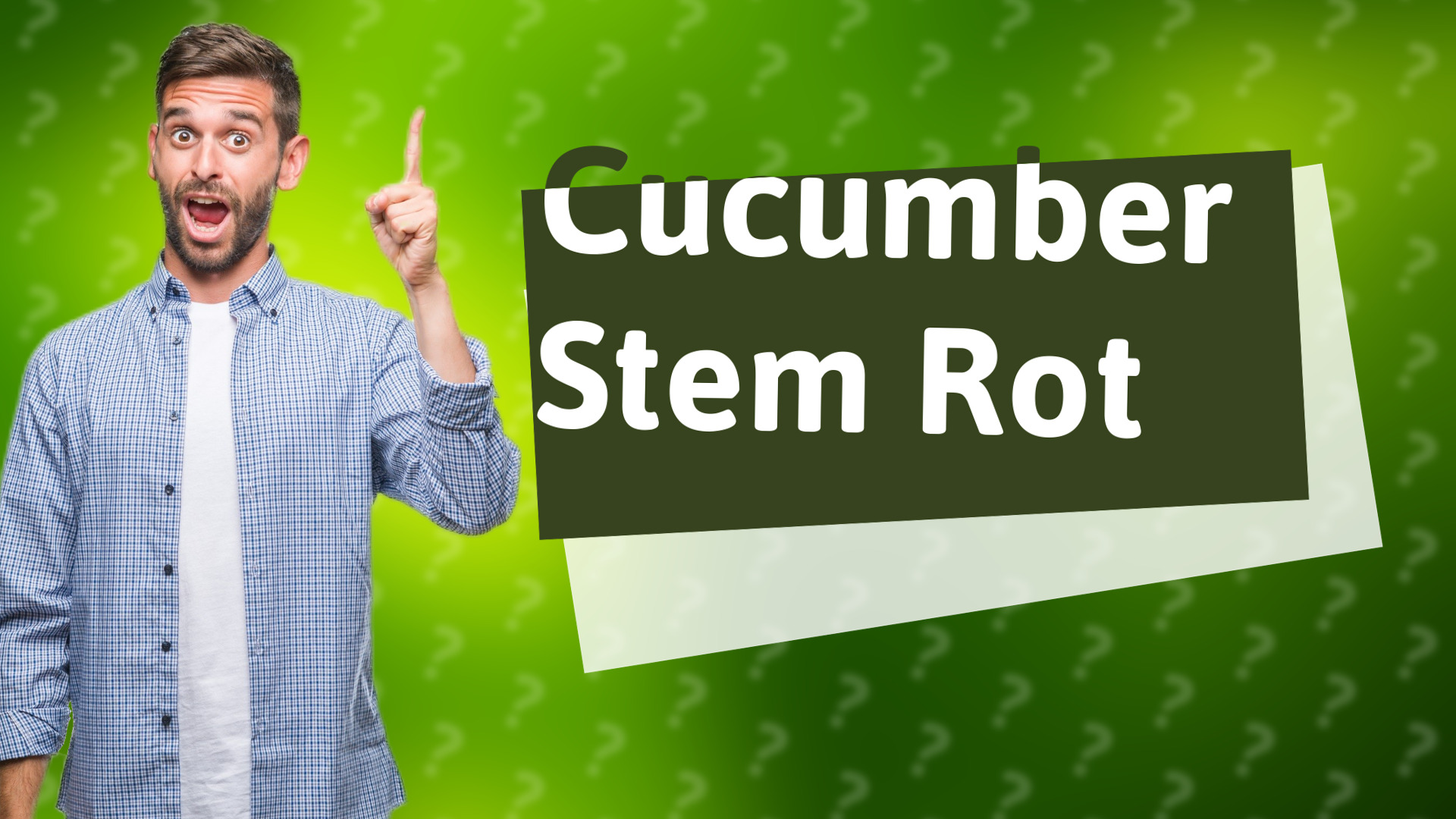 Cucumber Stem Rot