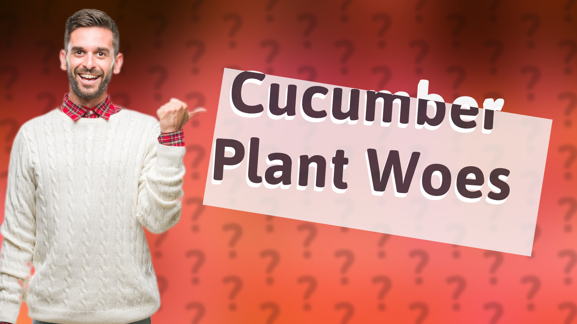 Cucumber Plant Woes