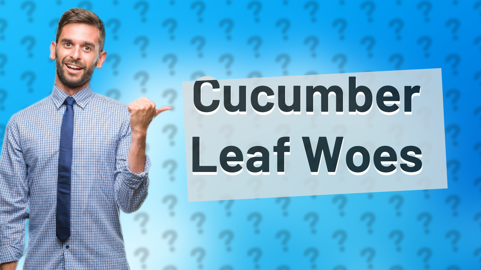 Cucumber Leaf Woes