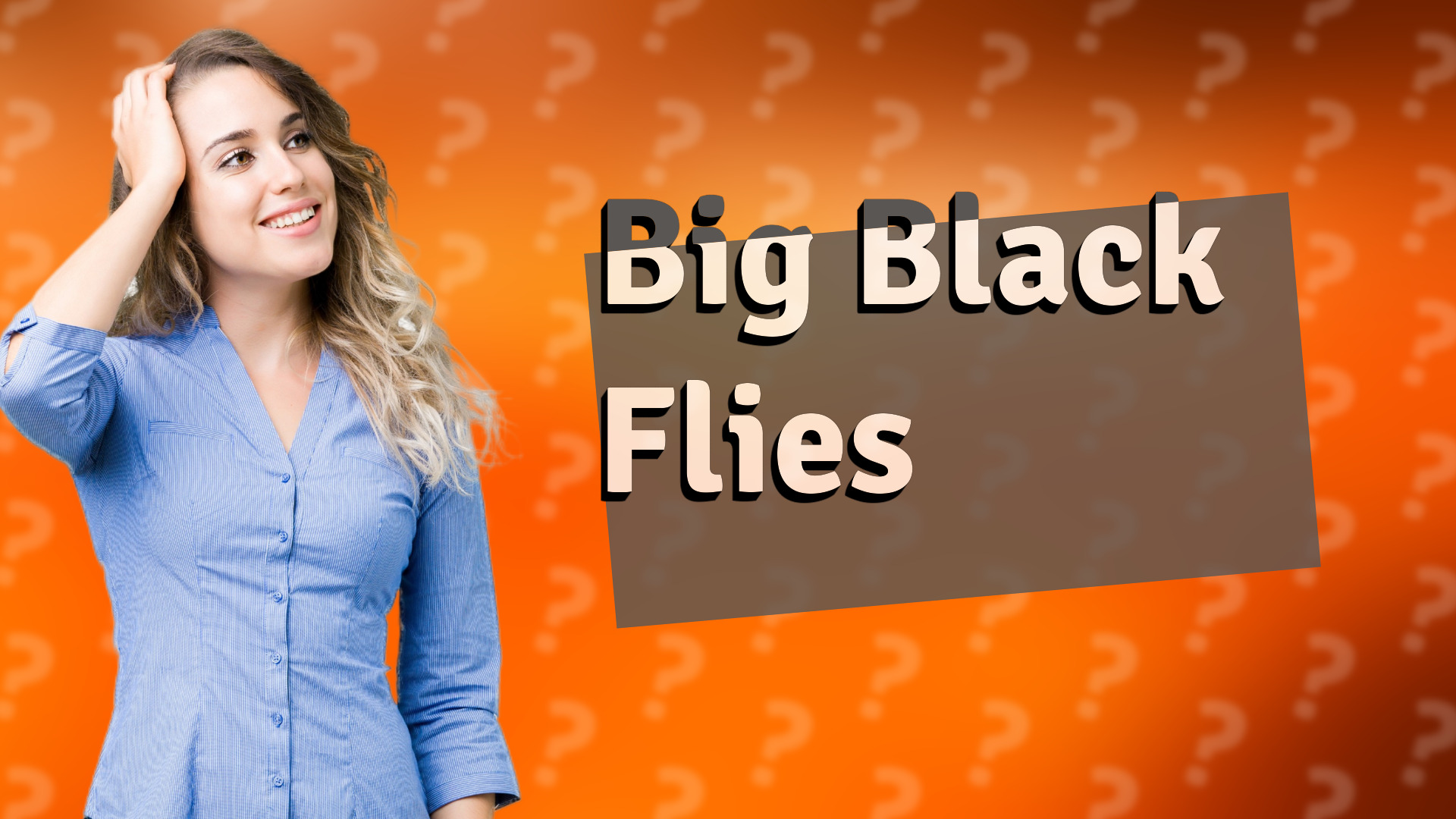 Big Black Flies