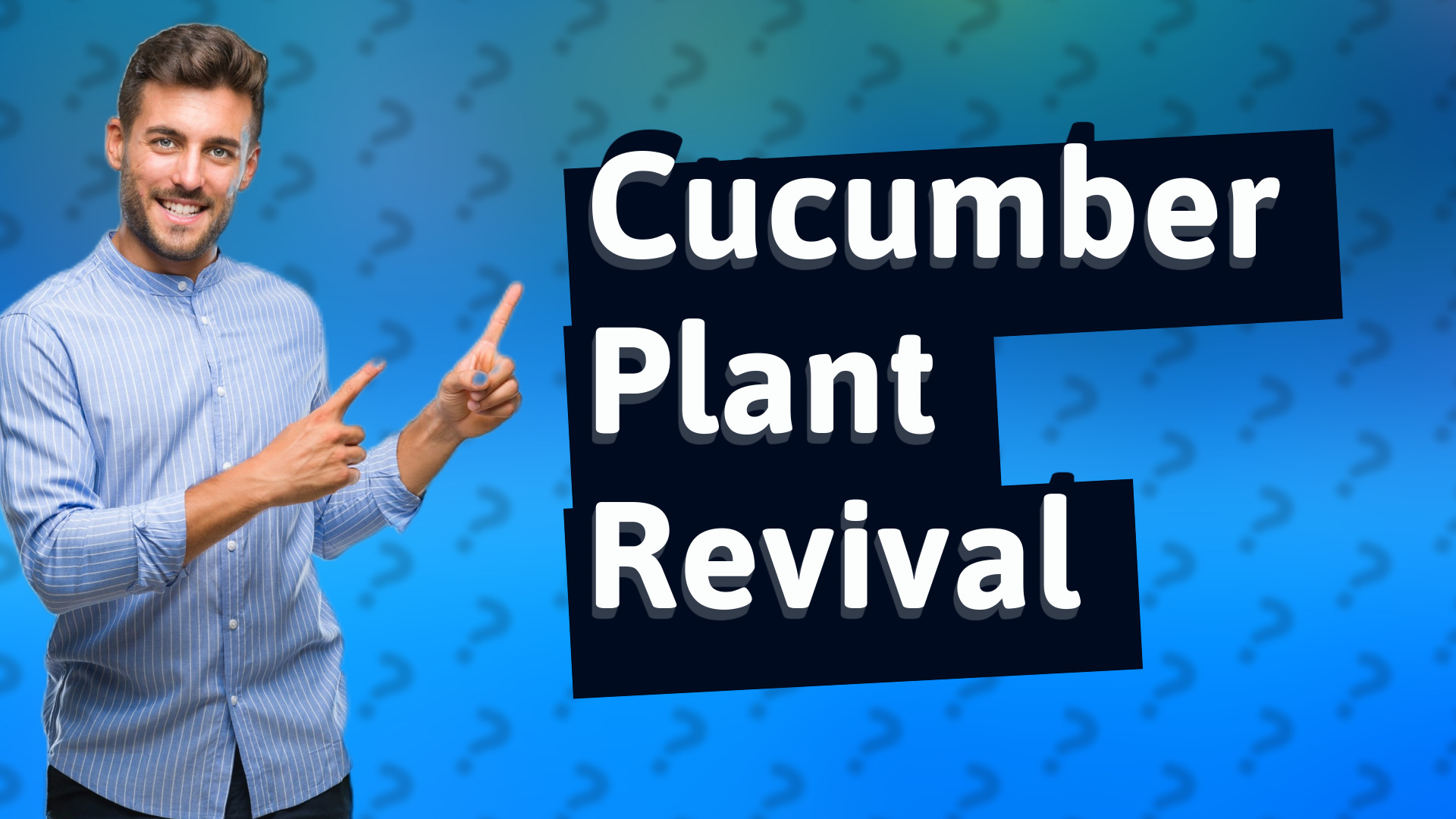 Cucumber Plant Revival