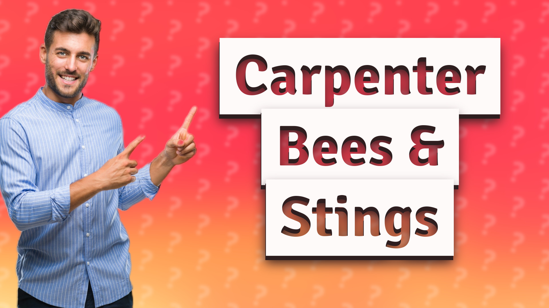Carpenter Bees & Stings
