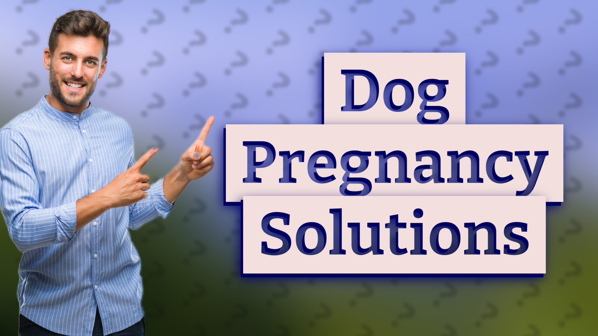 Dog Pregnancy Solutions