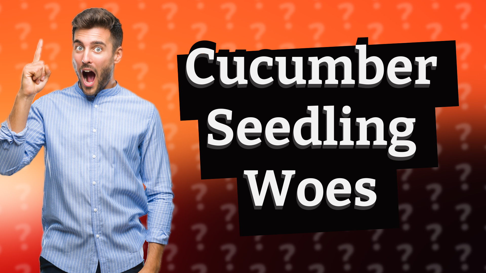 Cucumber Seedling Woes
