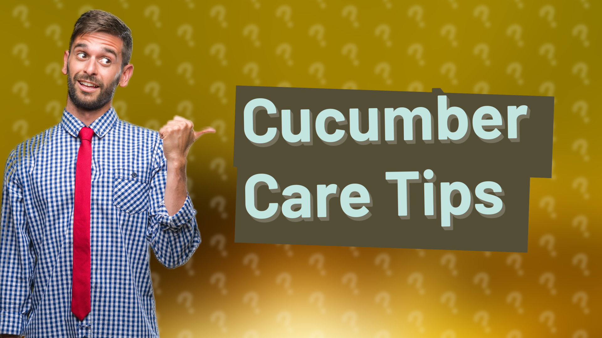 Cucumber Care Tips