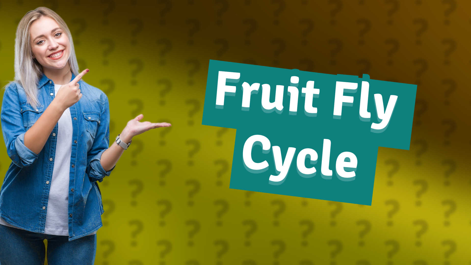 Fruit Fly Cycle