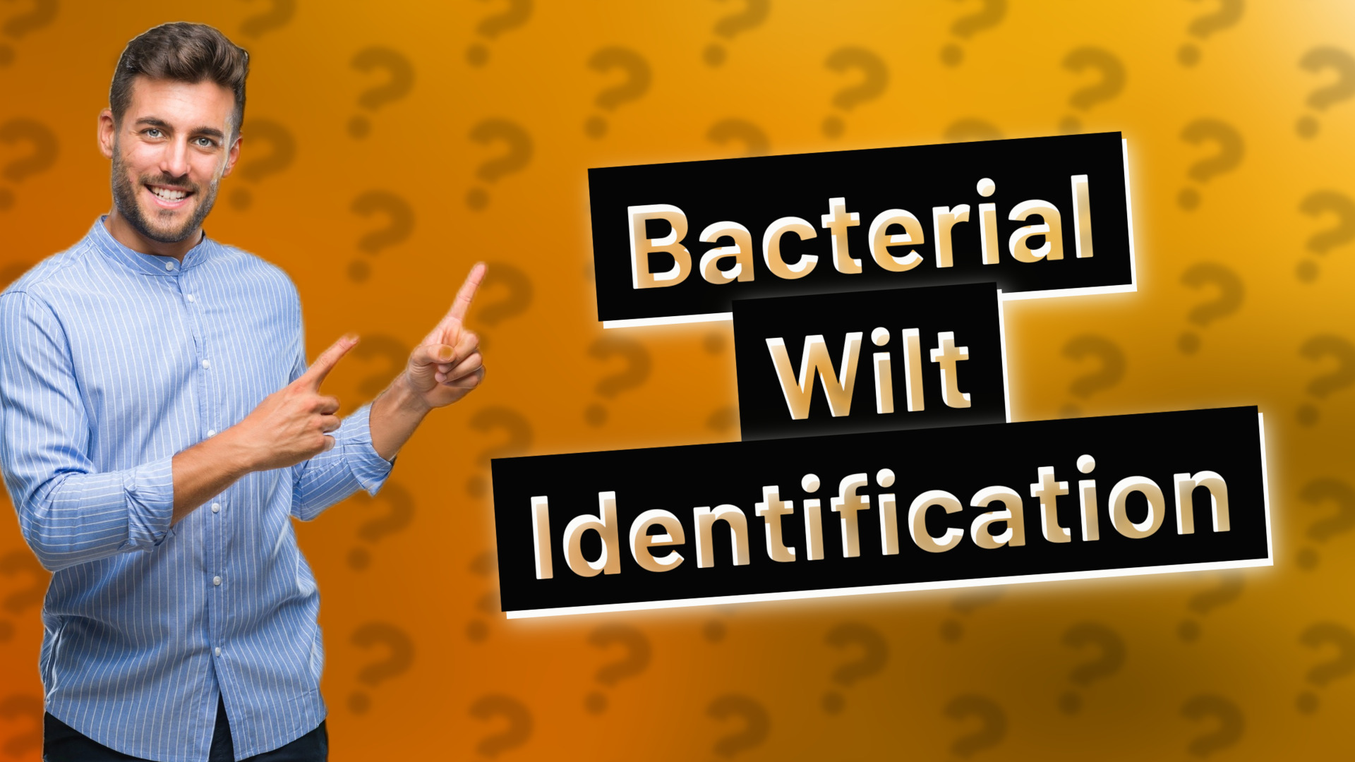 Bacterial Wilt Identification