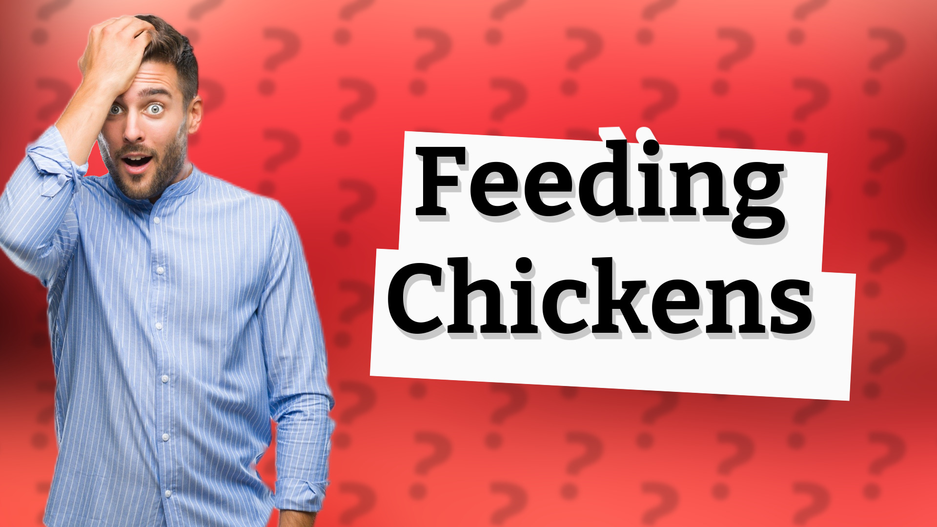 Feeding Chickens