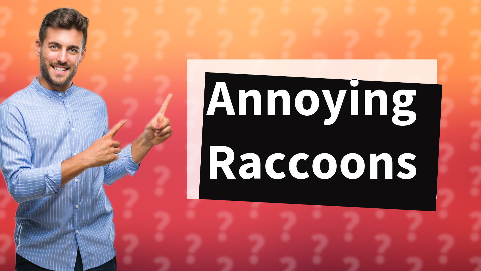 Annoying Raccoons