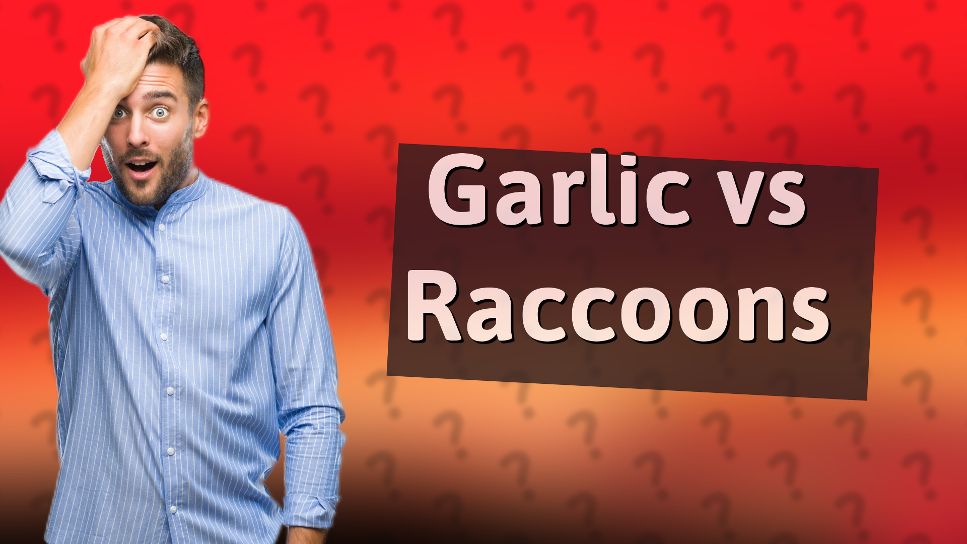 Garlic vs Raccoons