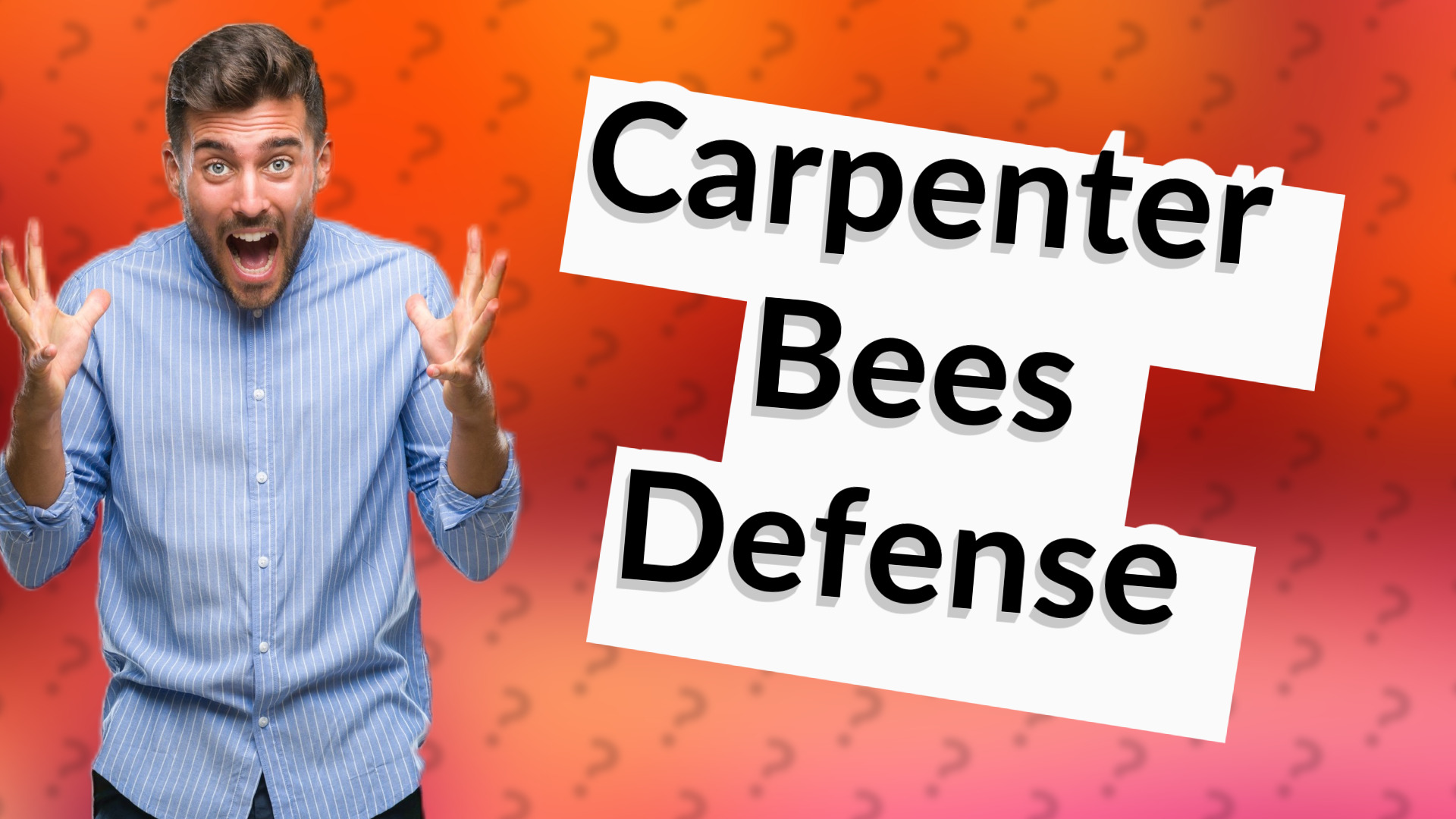 Carpenter Bees Defense
