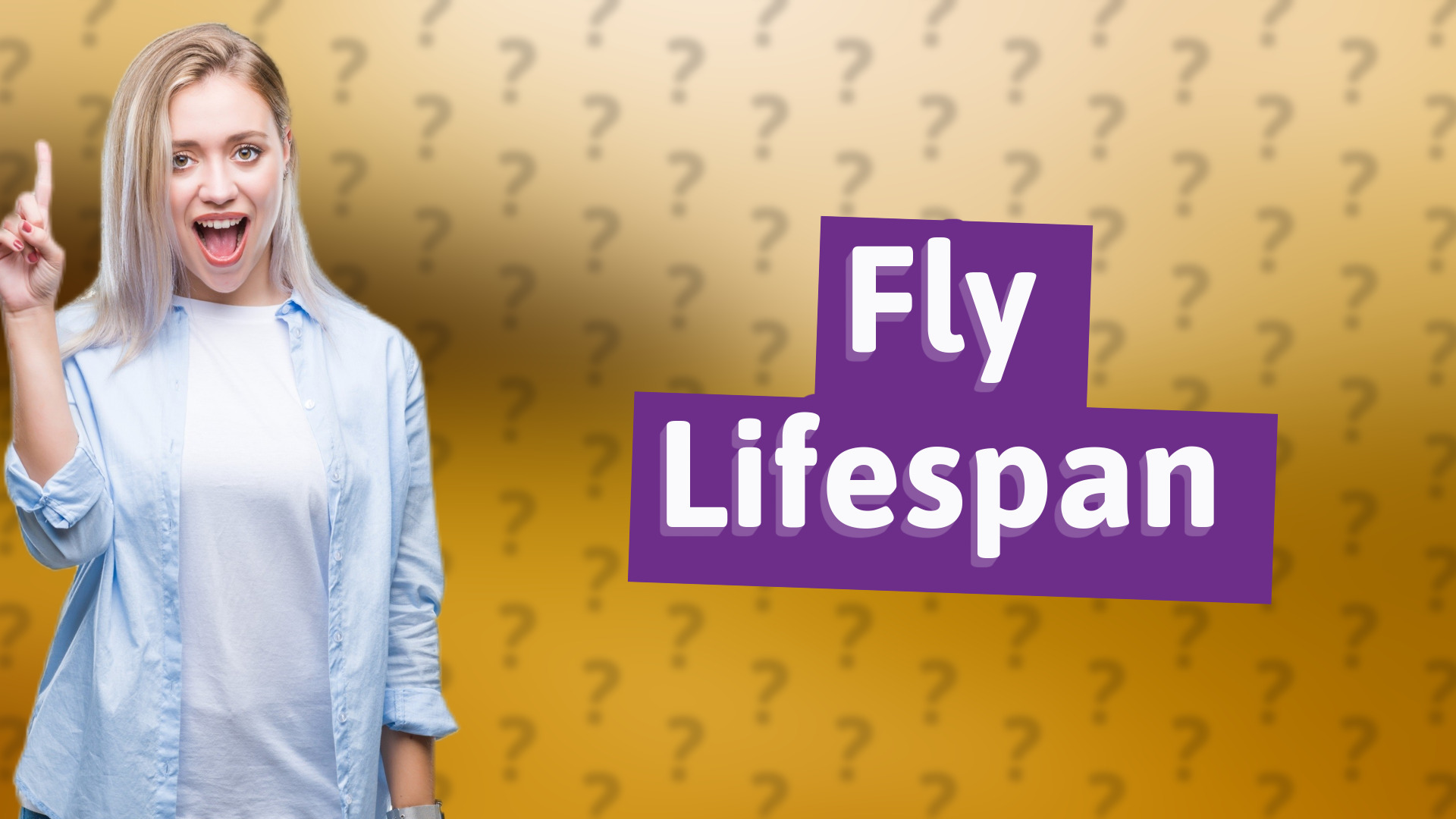 Fly Lifespan
