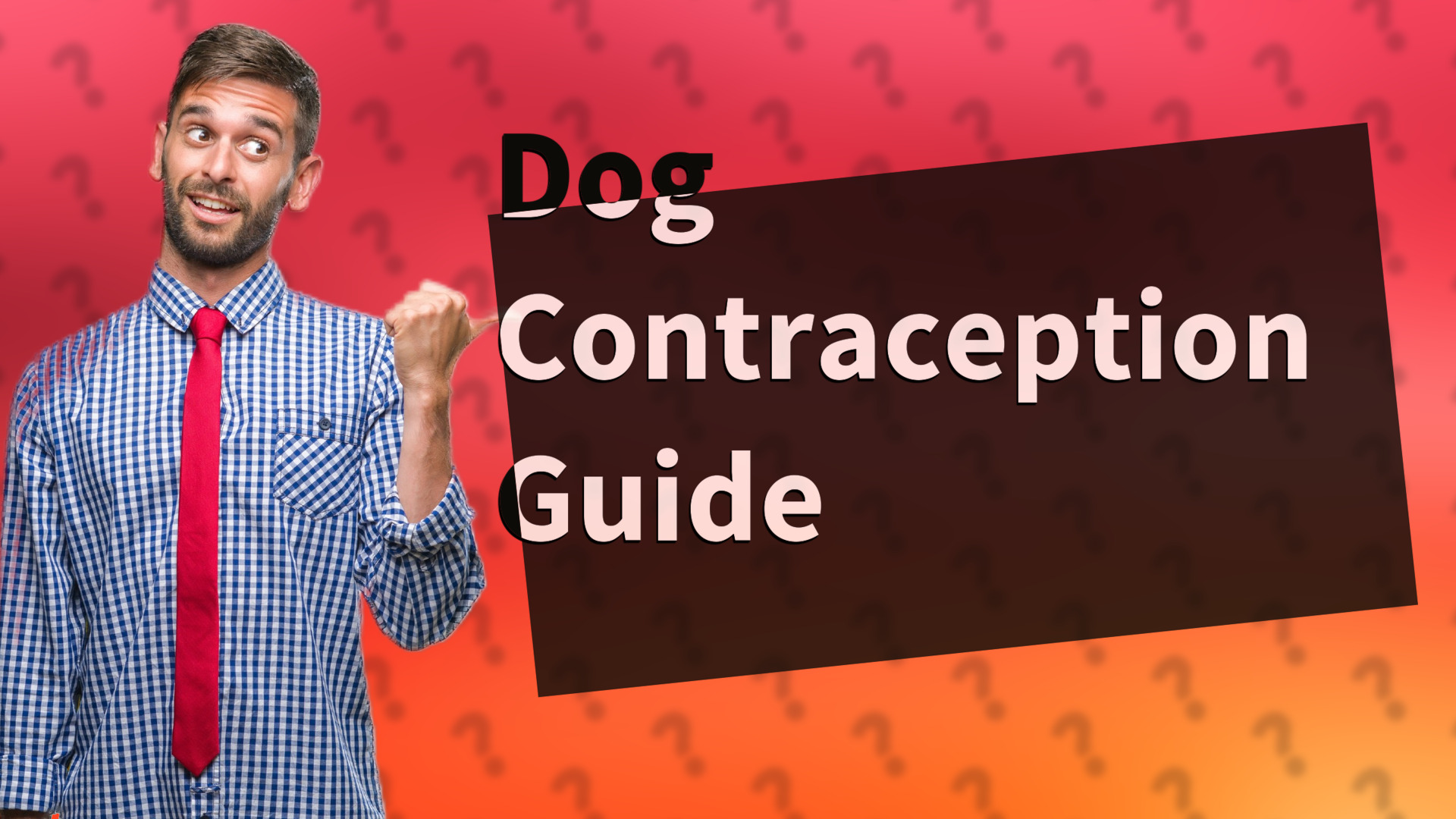 Dog Contraception Guide