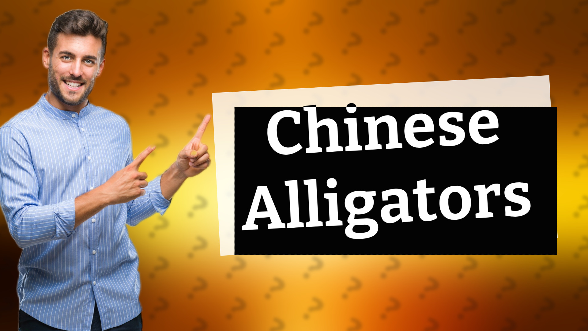 Chinese Alligators