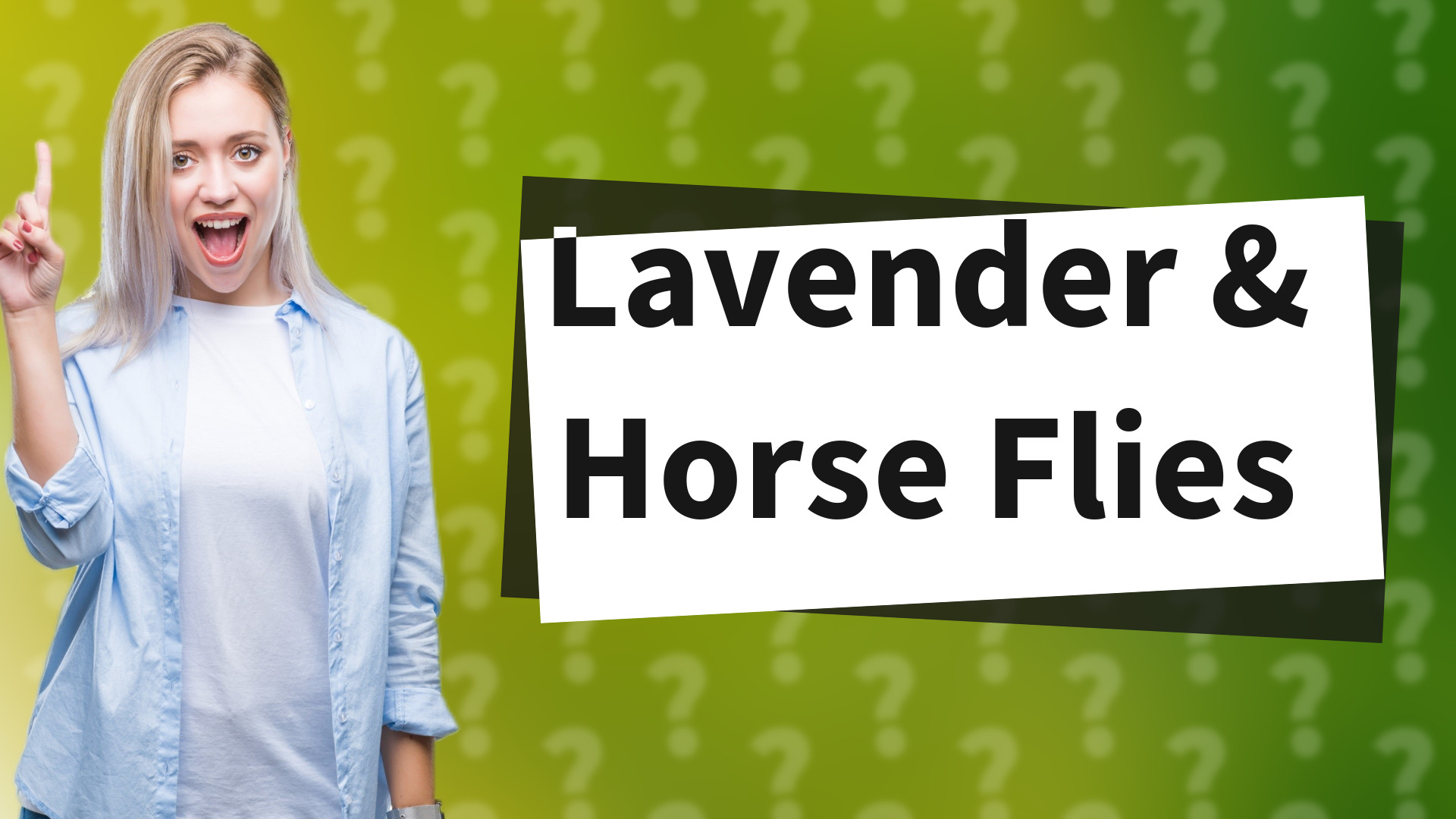 Lavender & Horse Flies