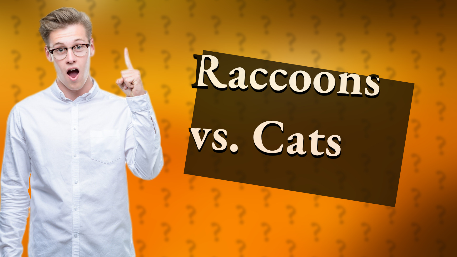 Raccoons vs. Cats