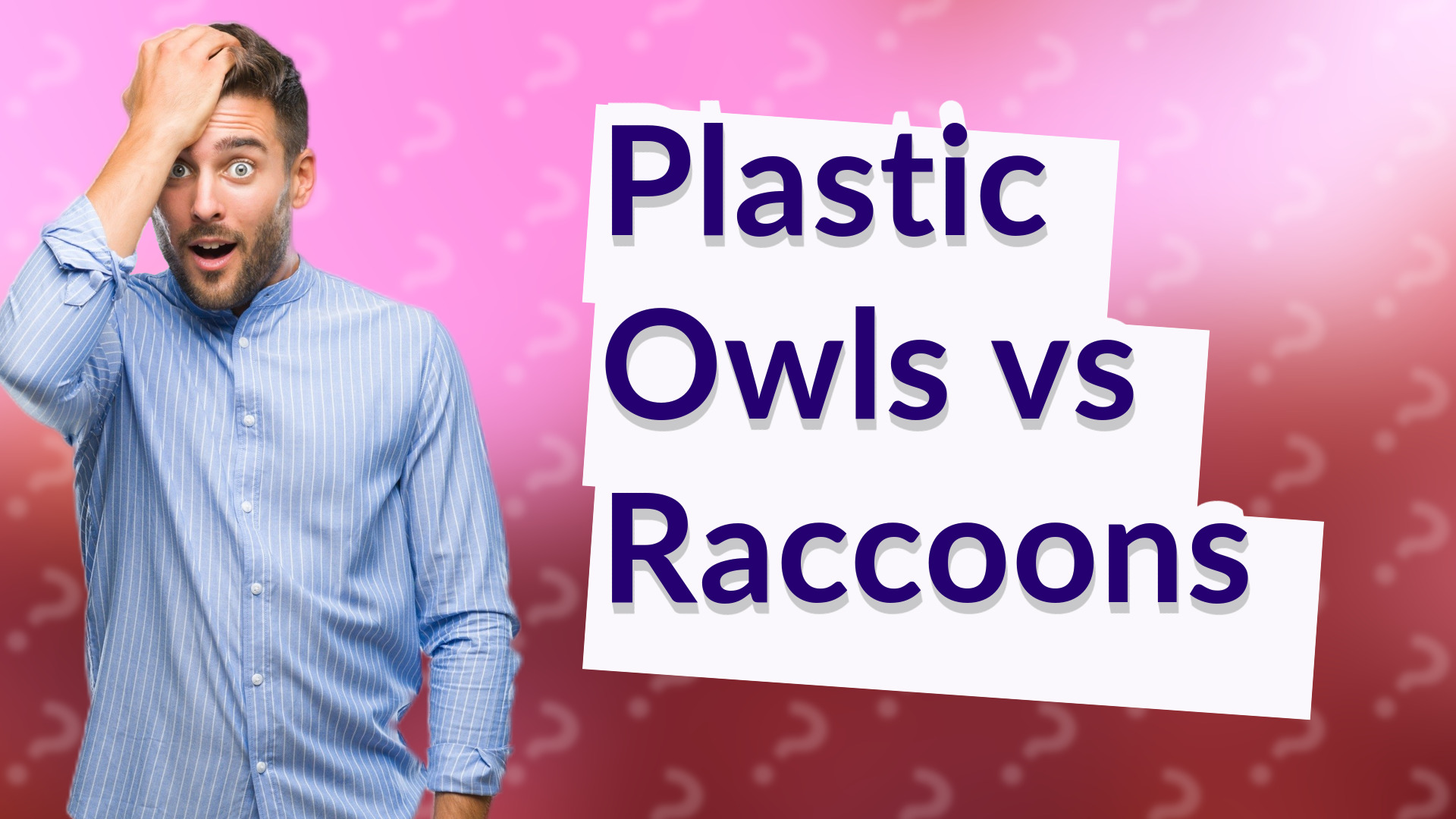 Plastic Owls vs Raccoons