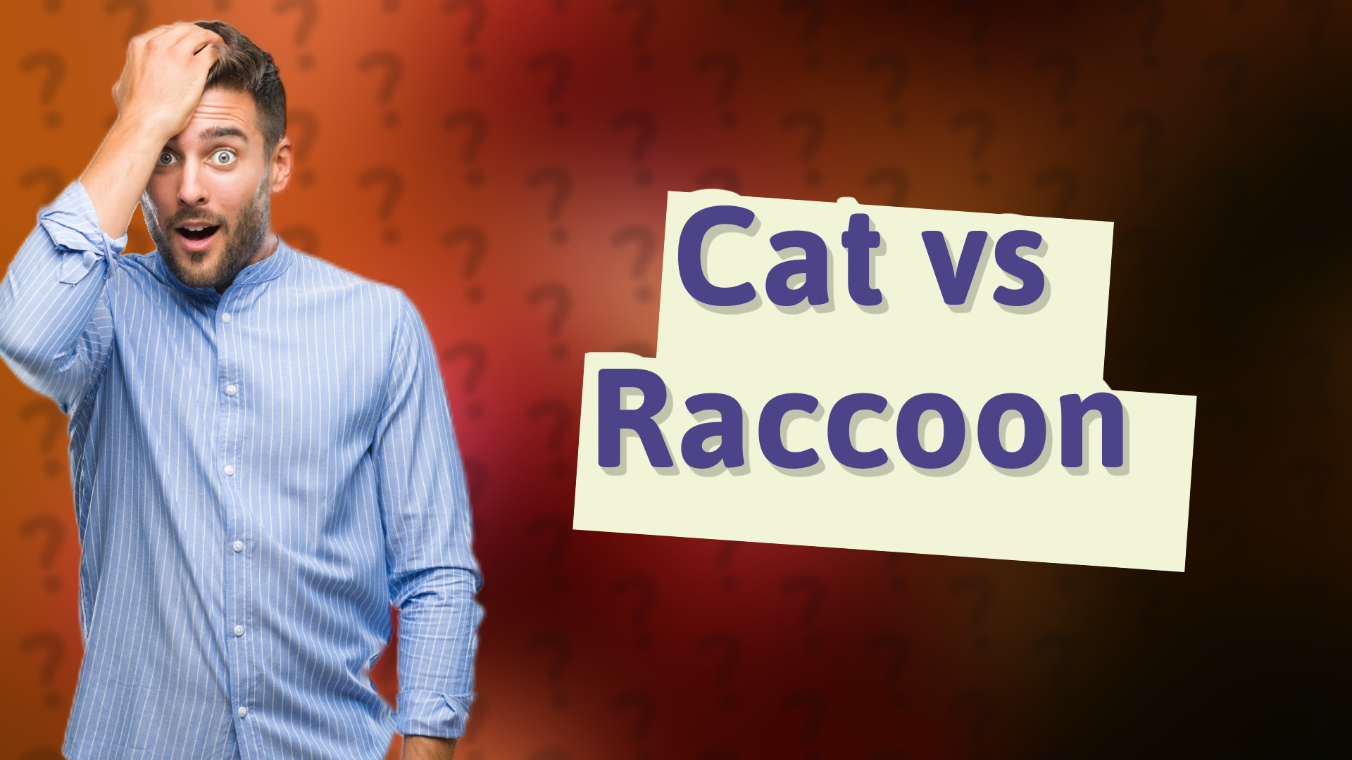 Cat vs Raccoon