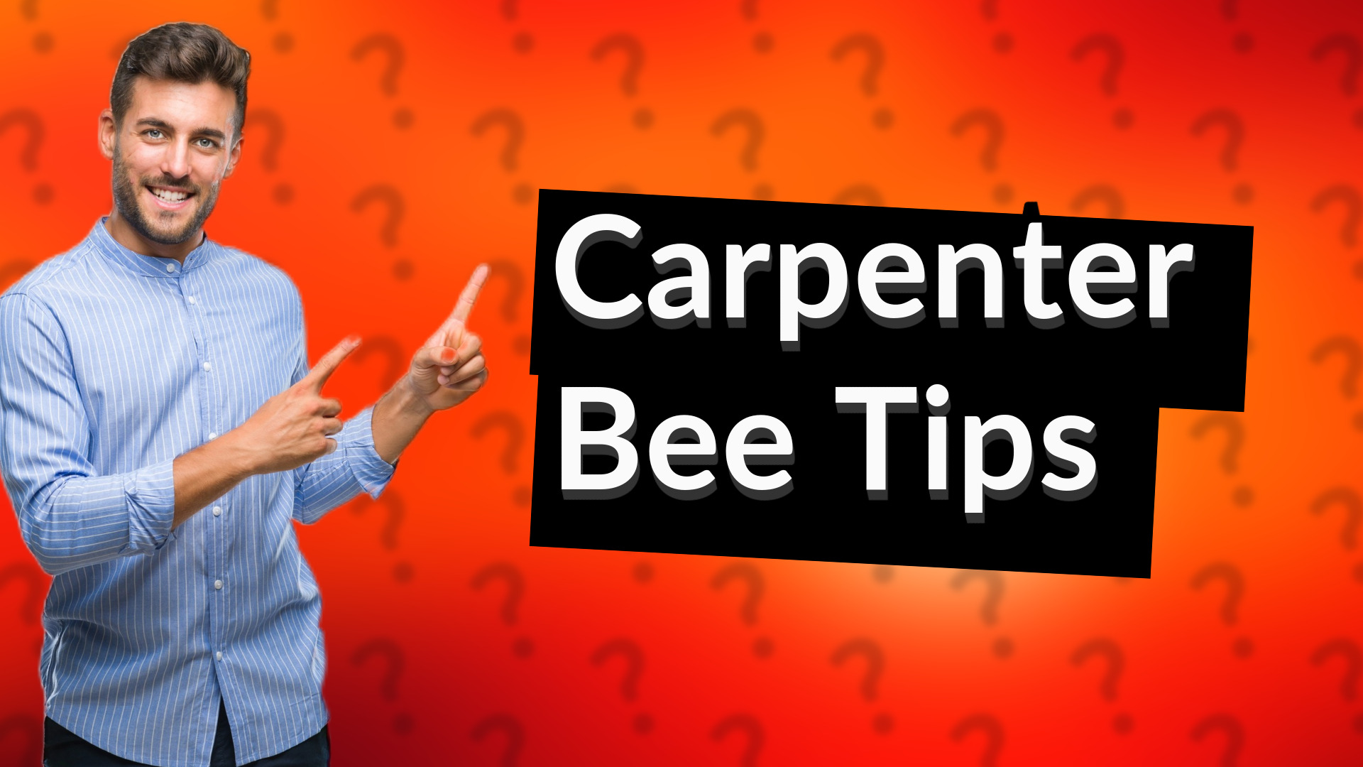 Carpenter Bee Tips
