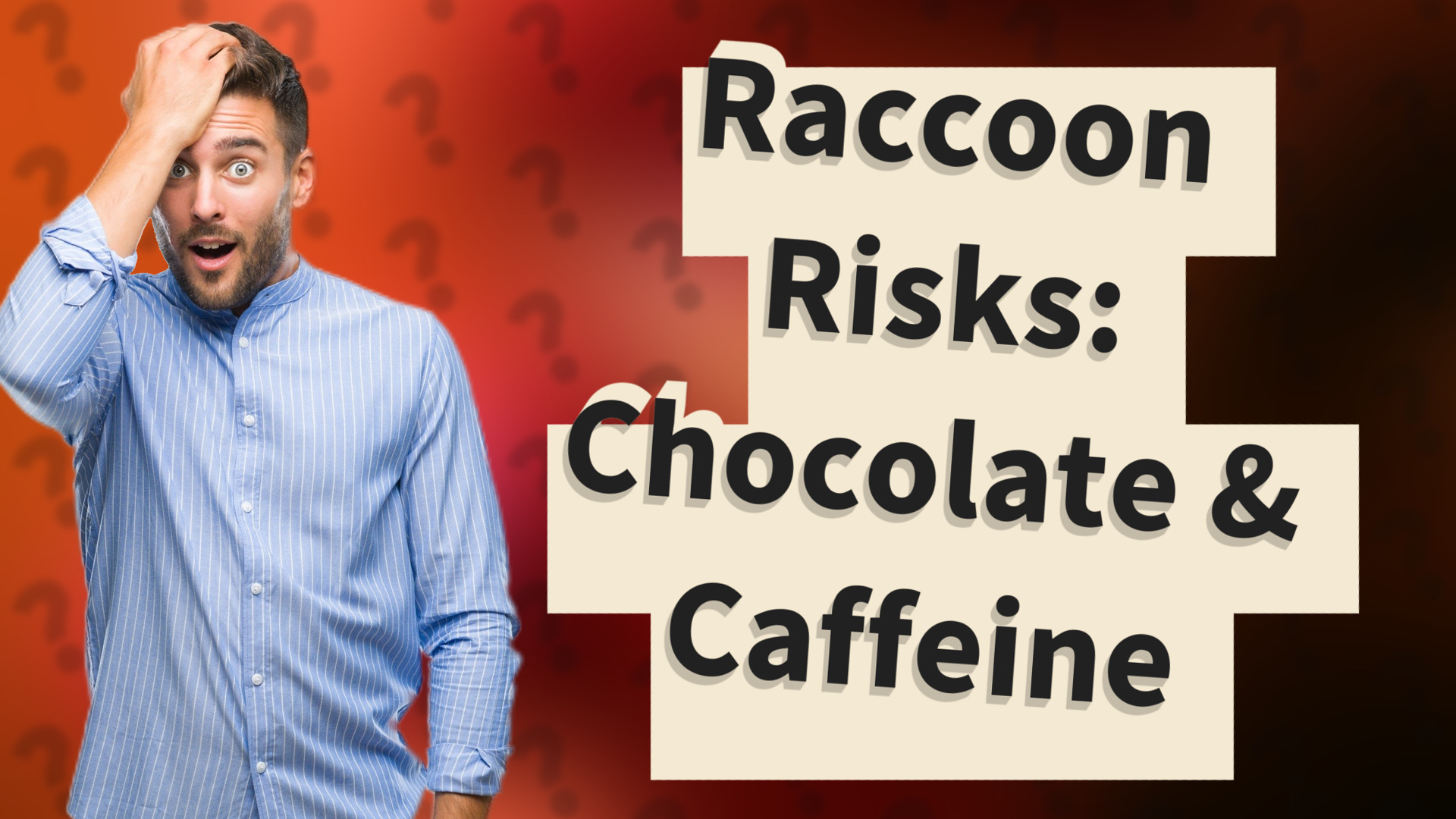 Raccoon Risks: Chocolate & Caffeine