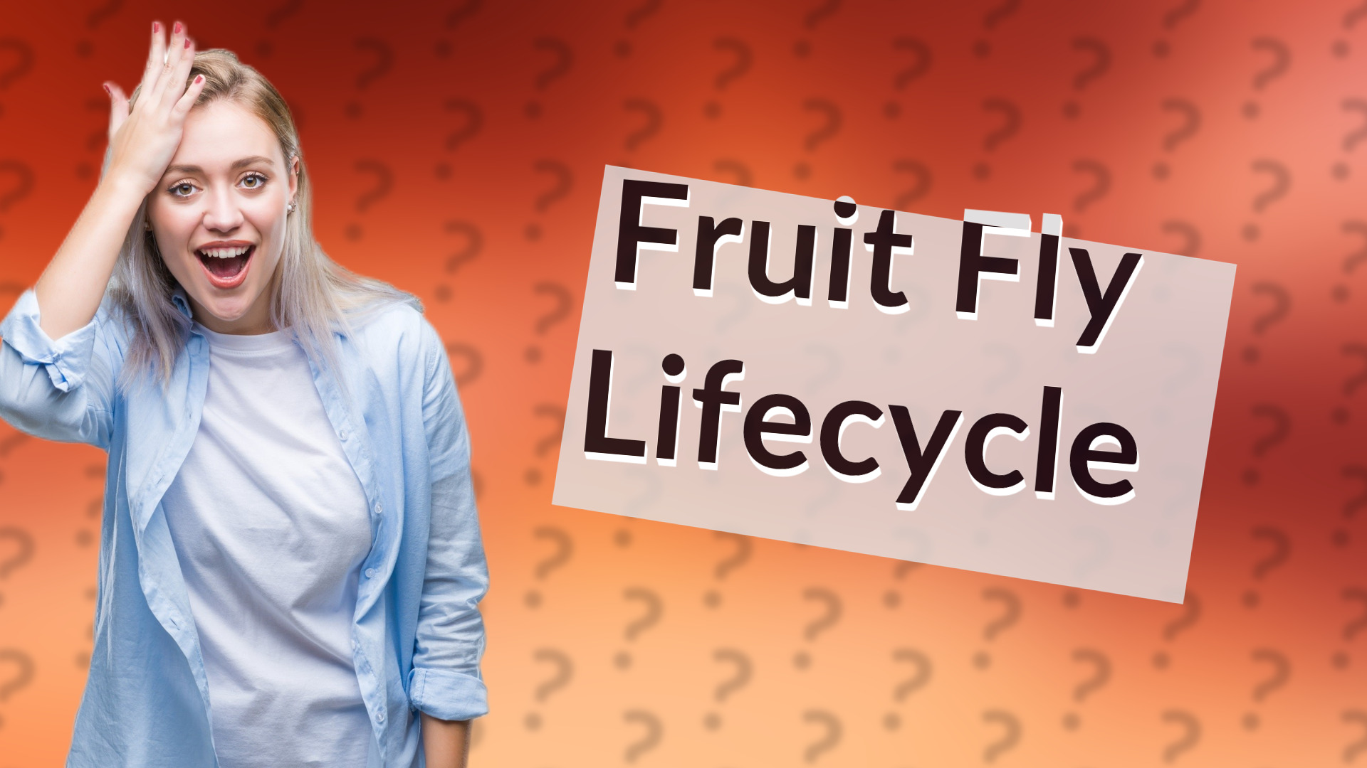 Fruit Fly Lifecycle