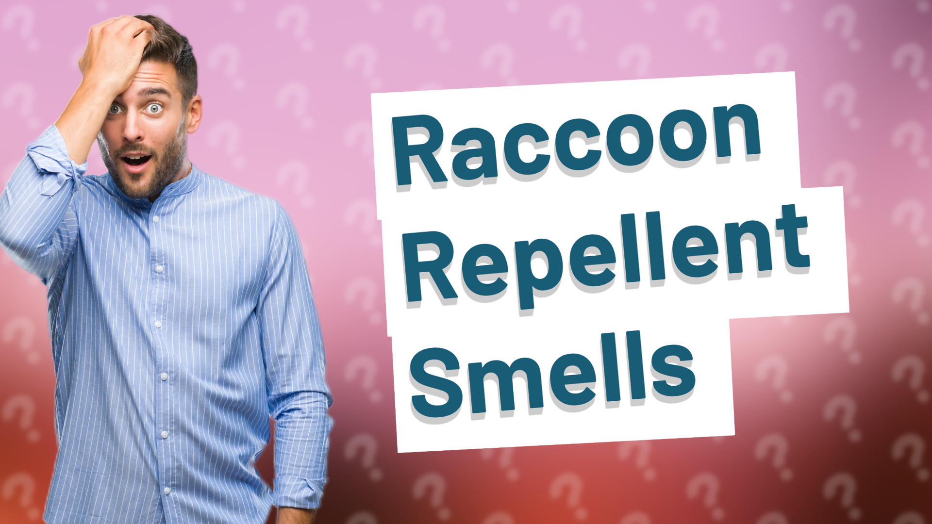 Raccoon Repellent Smells