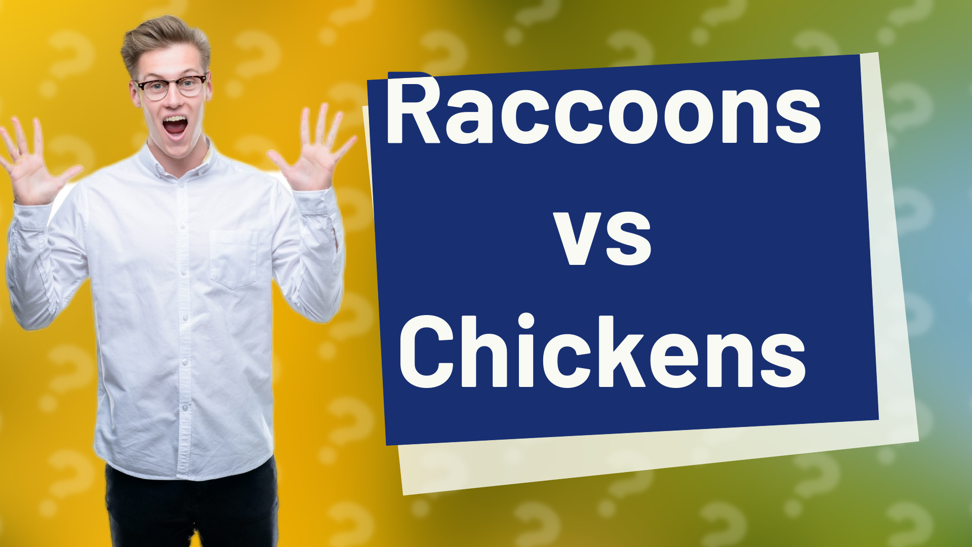 Raccoons vs Chickens
