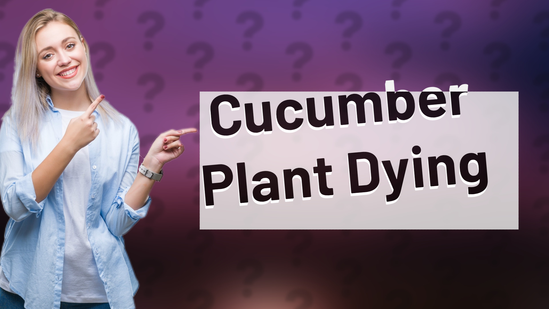 Cucumber Plant Dying