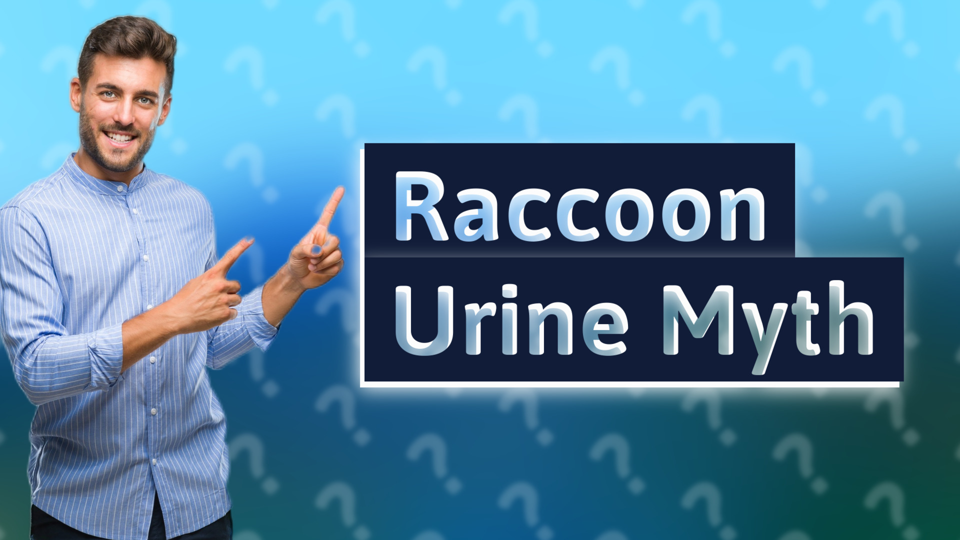 Raccoon Urine Myth