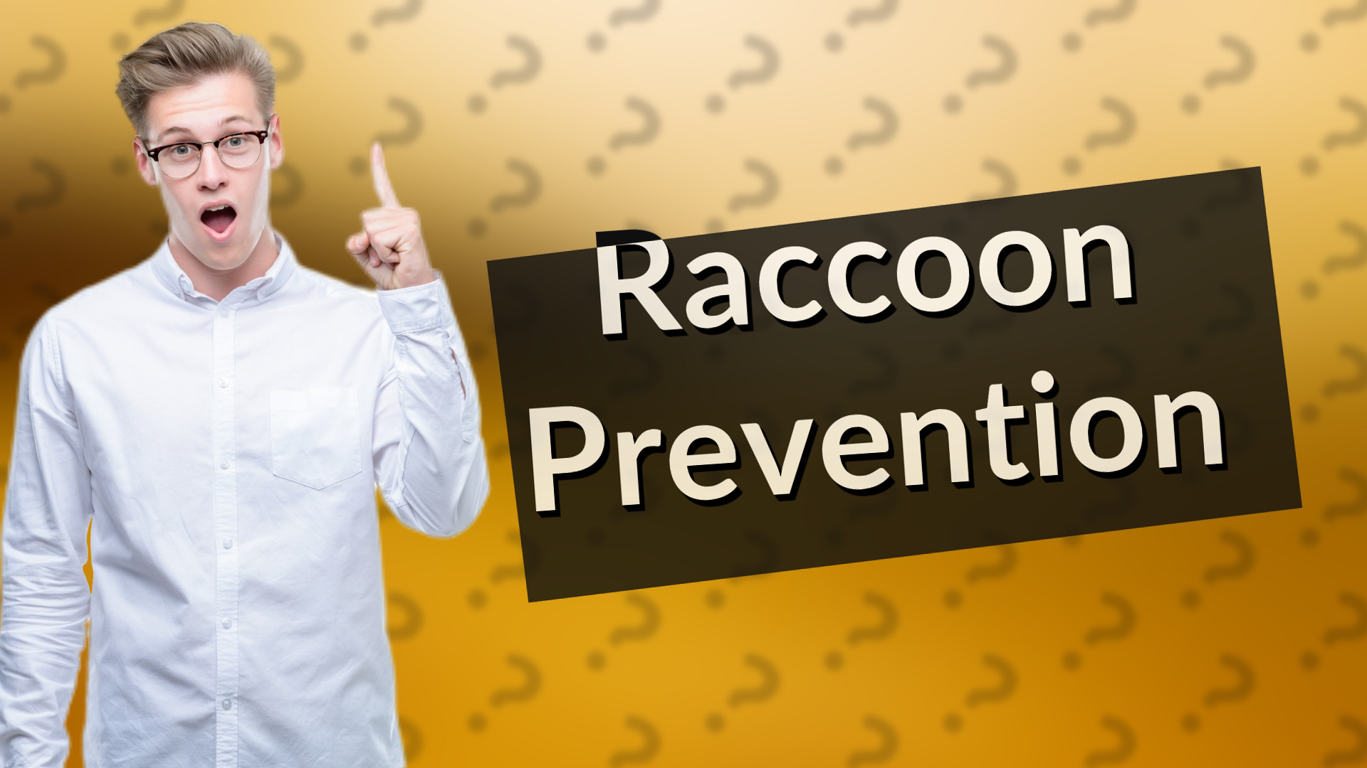 Raccoon Prevention