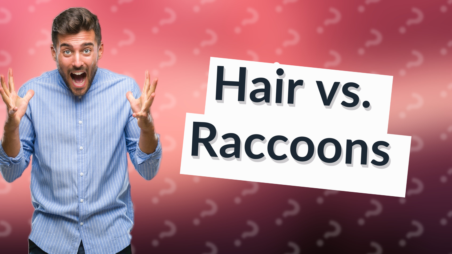 Hair vs. Raccoons