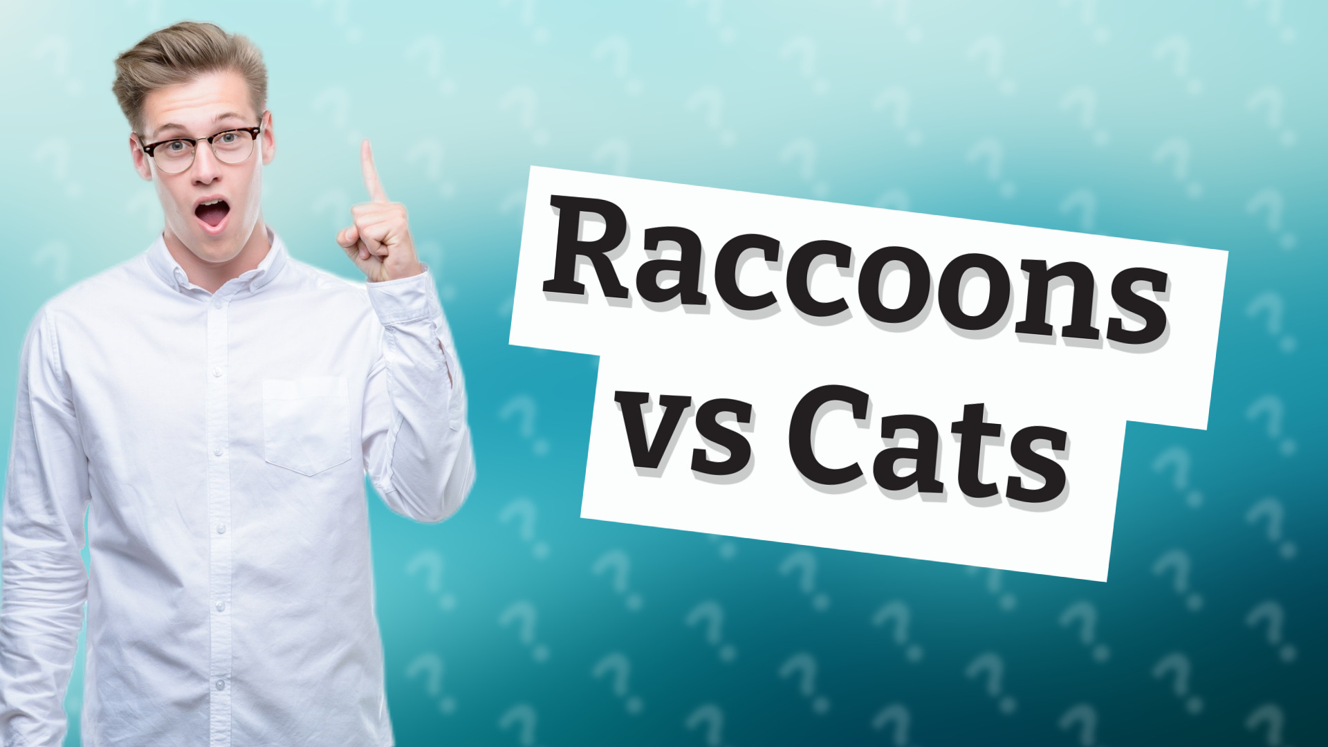 Raccoons vs Cats