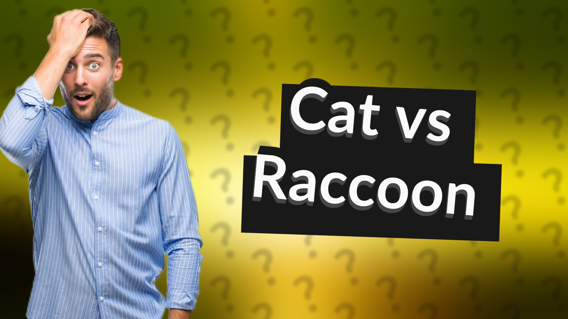 Cat vs Raccoon