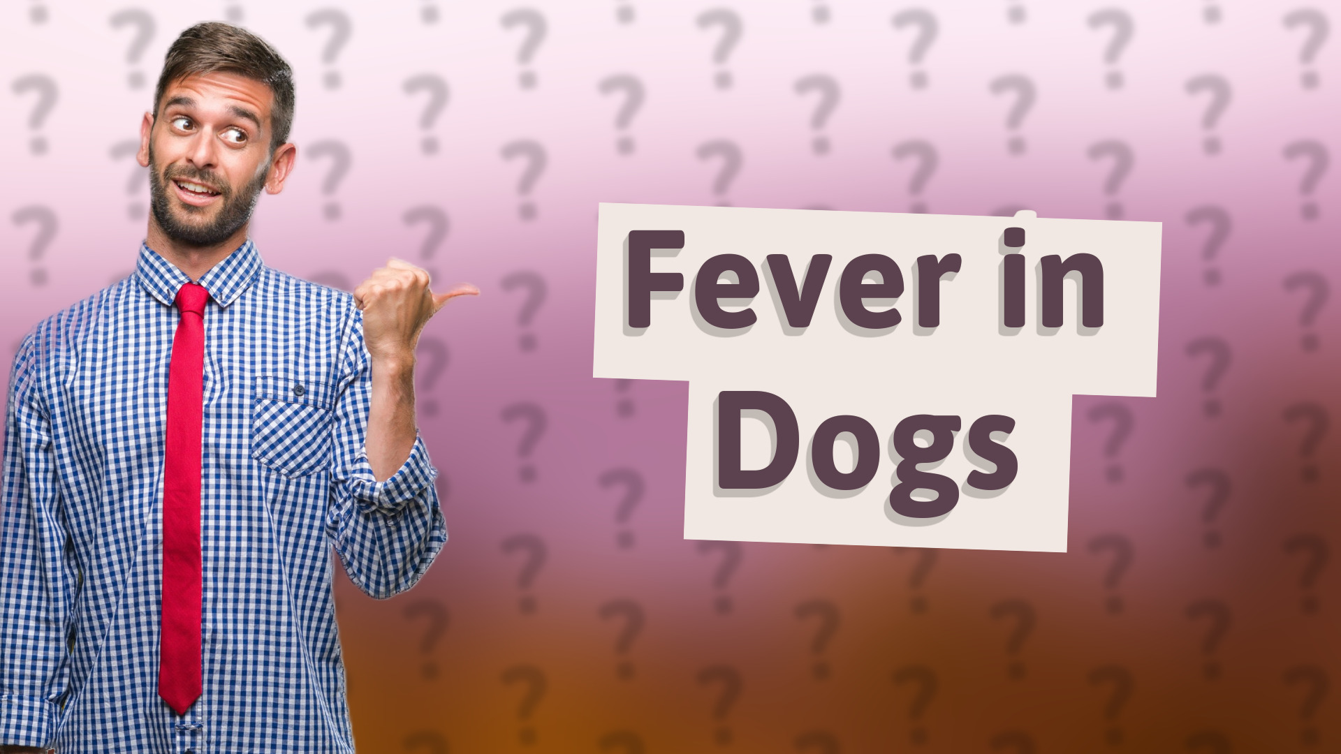 Fever in Dogs