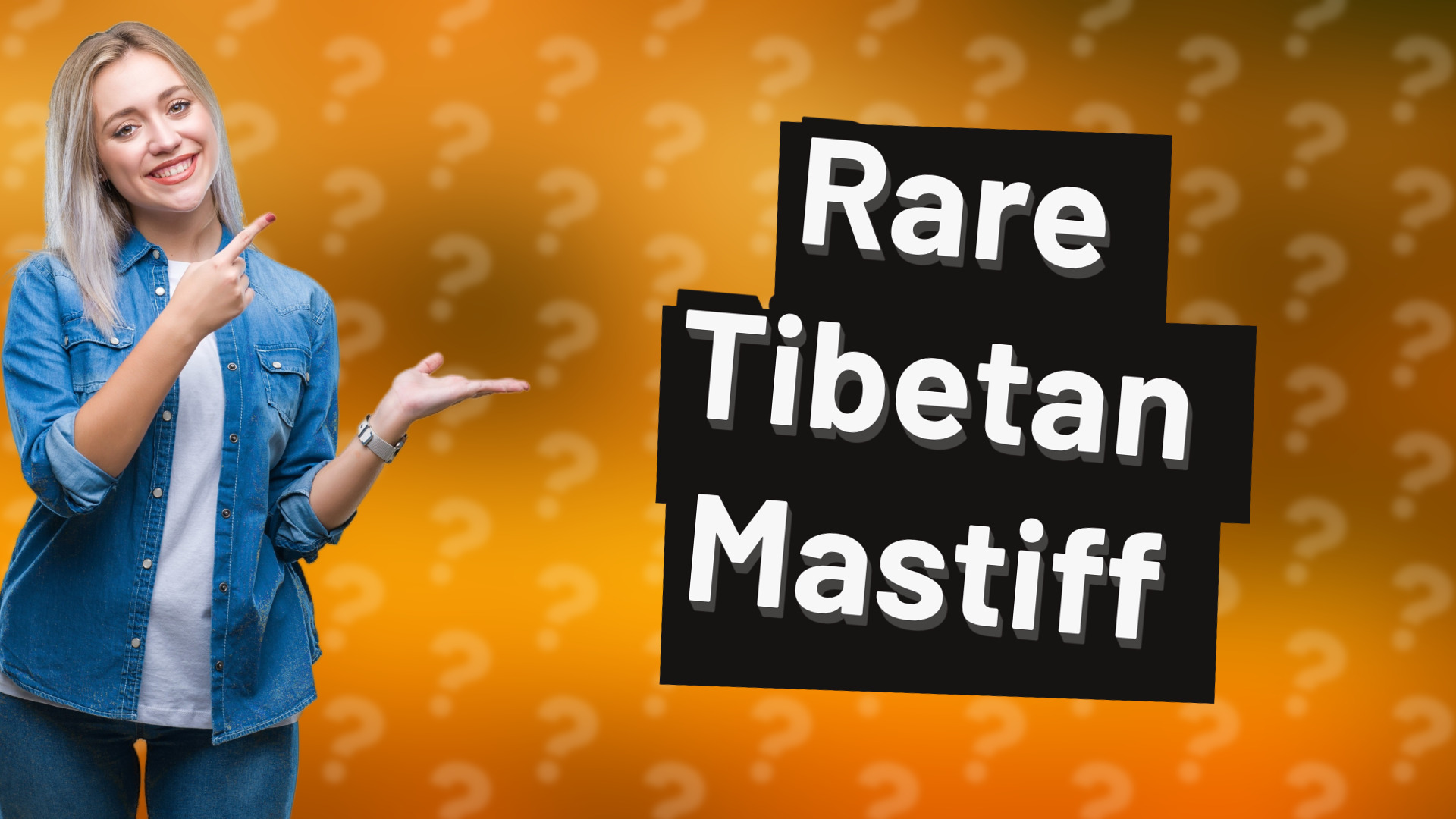 Rare Tibetan Mastiff
